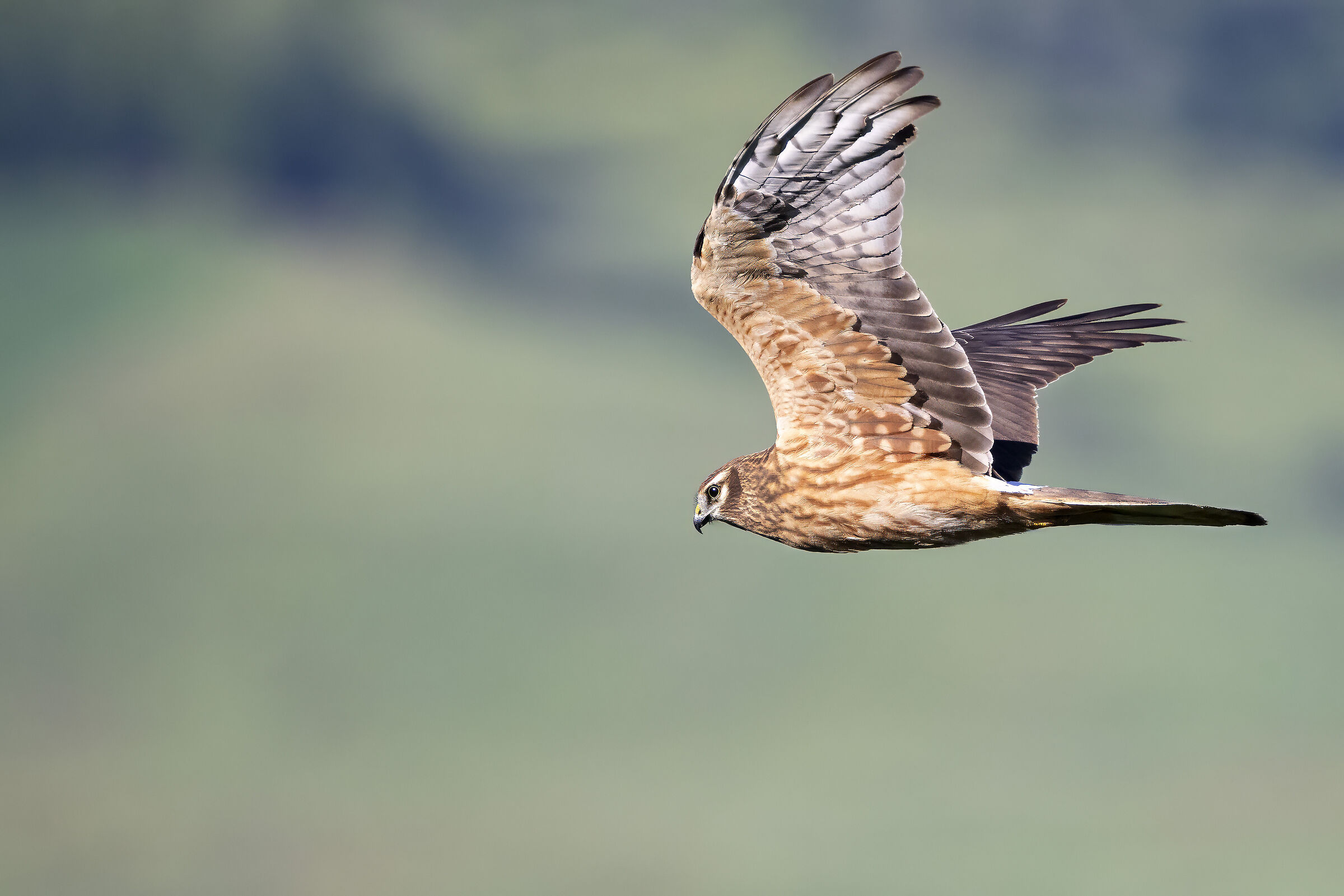 Montagu's Harrier