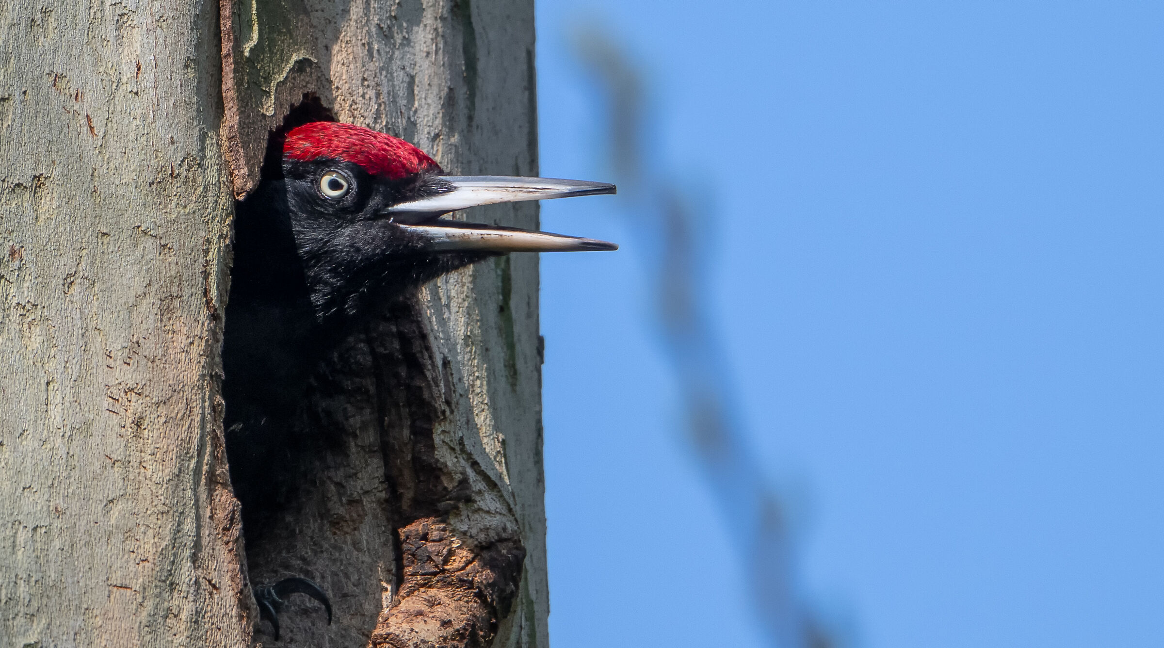 Black woodpecker