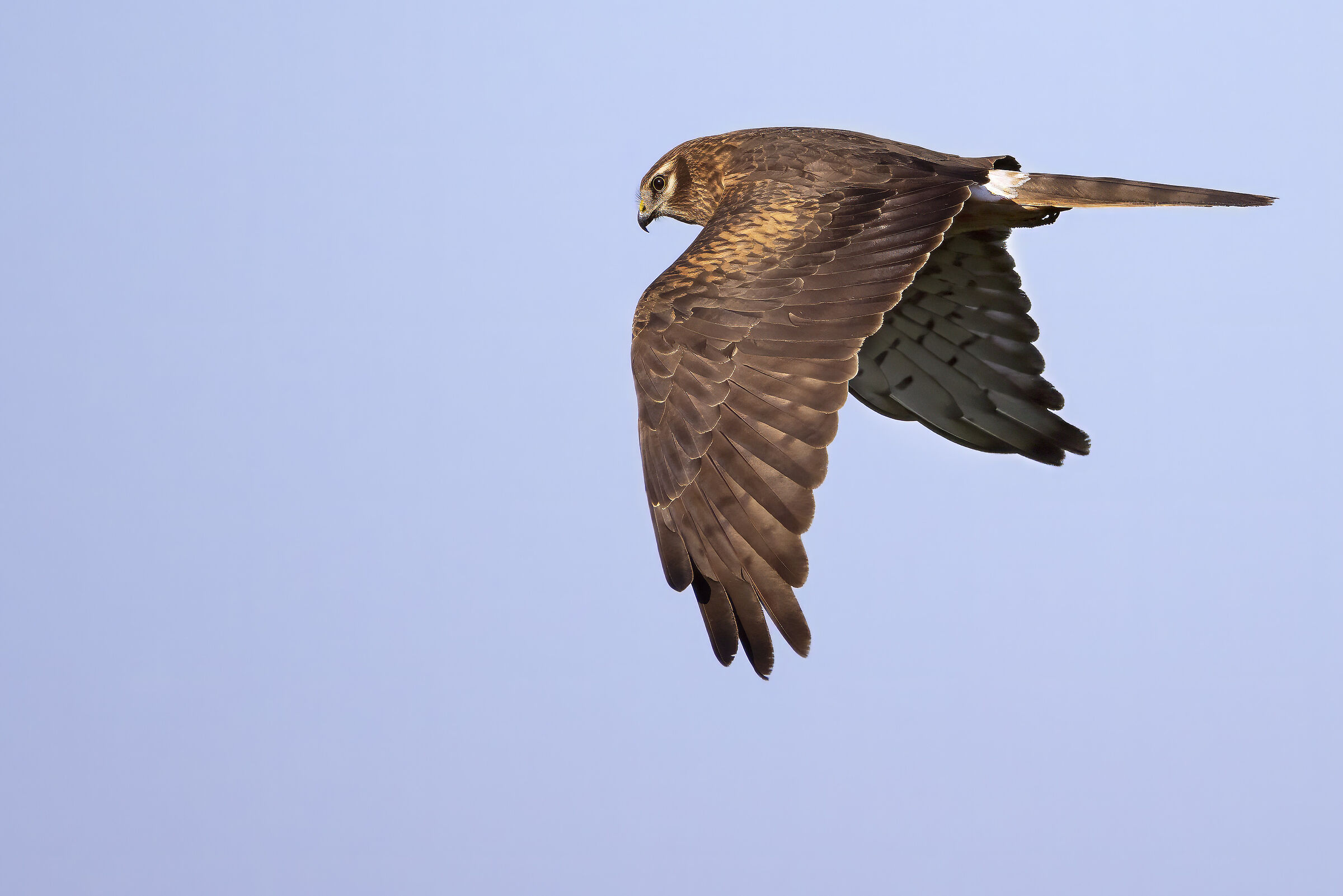 Montagu's Harrier