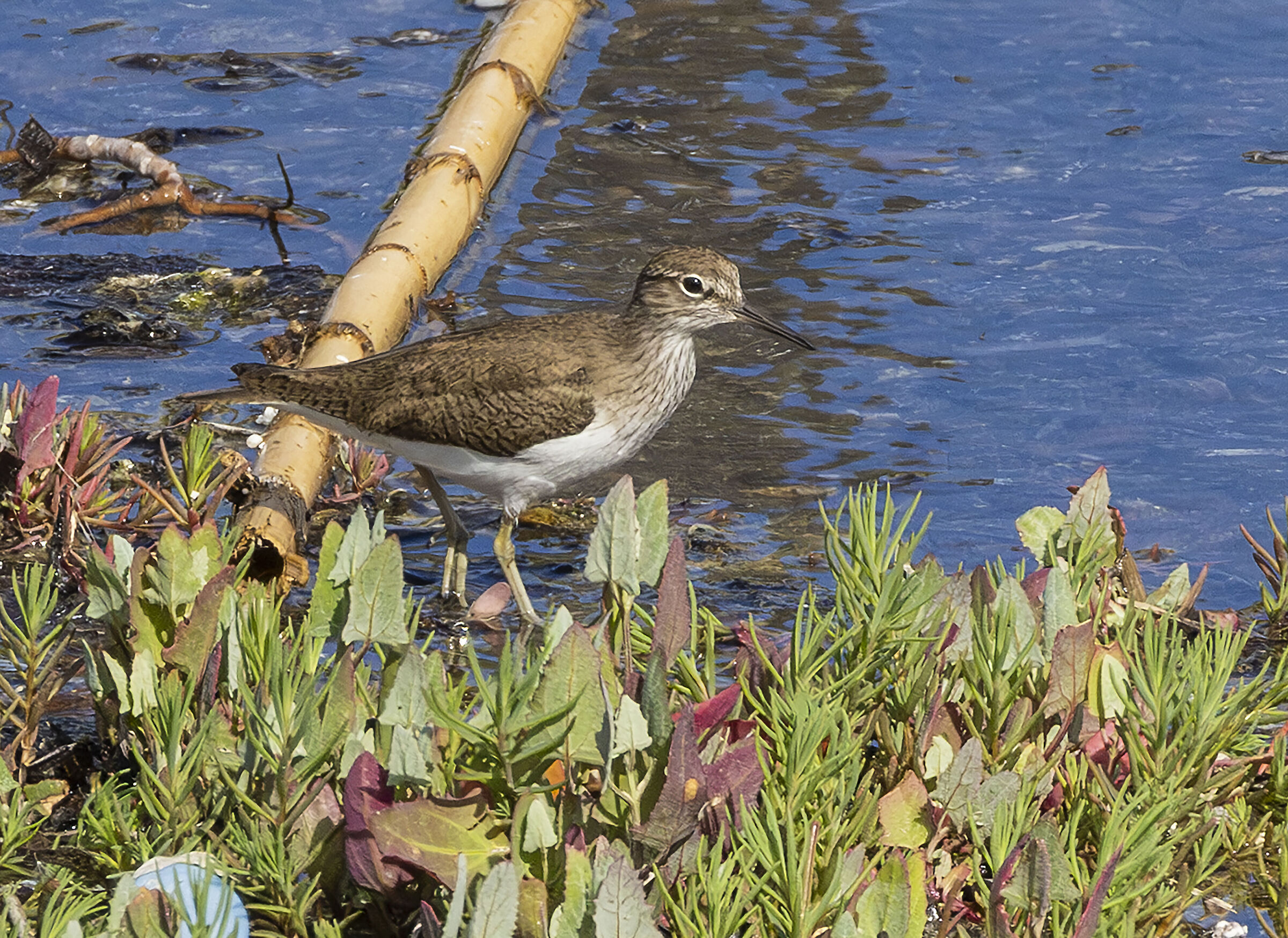 Common Sandpiper