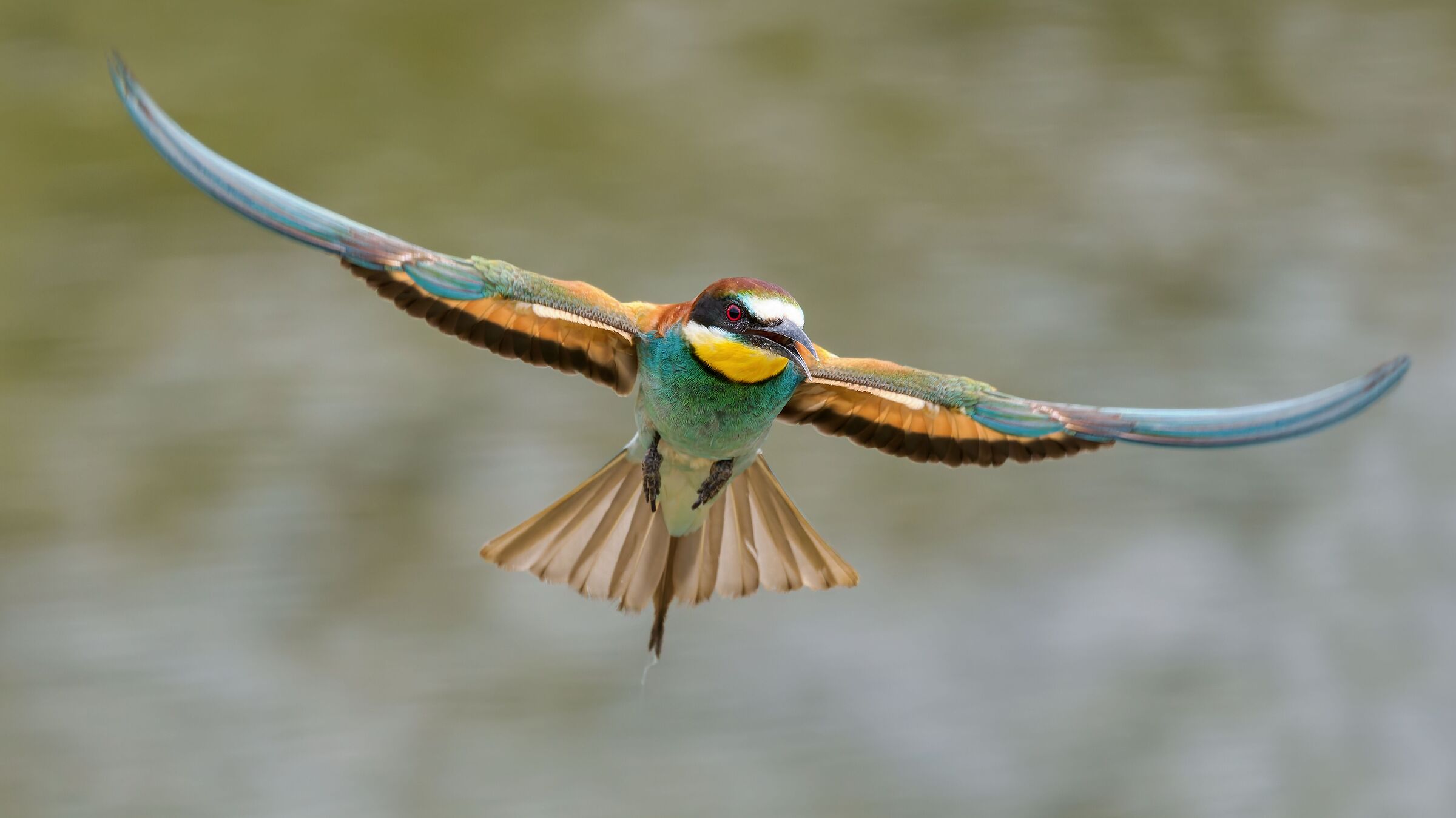 Bee-eater