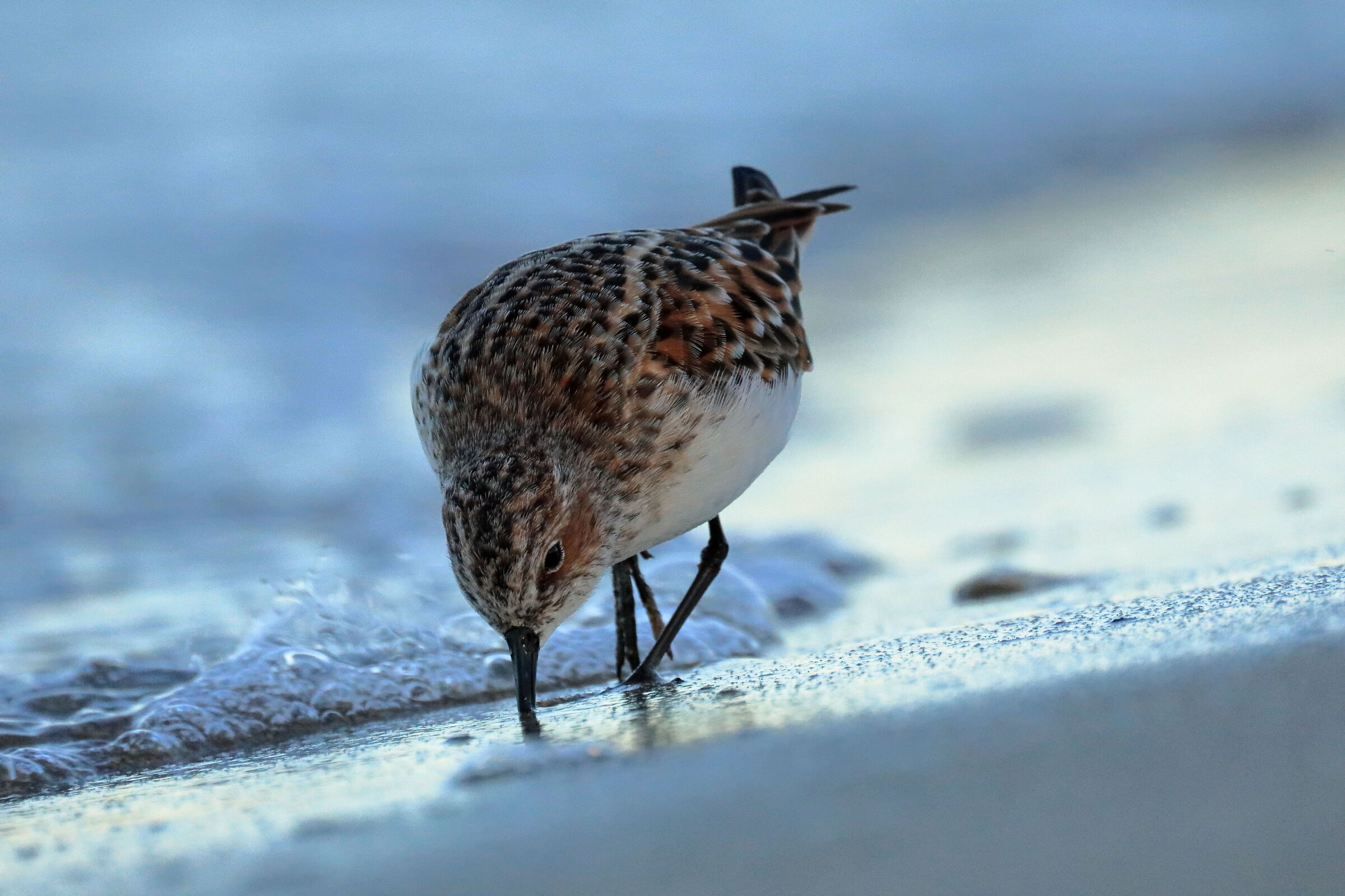 Kentish plover12
