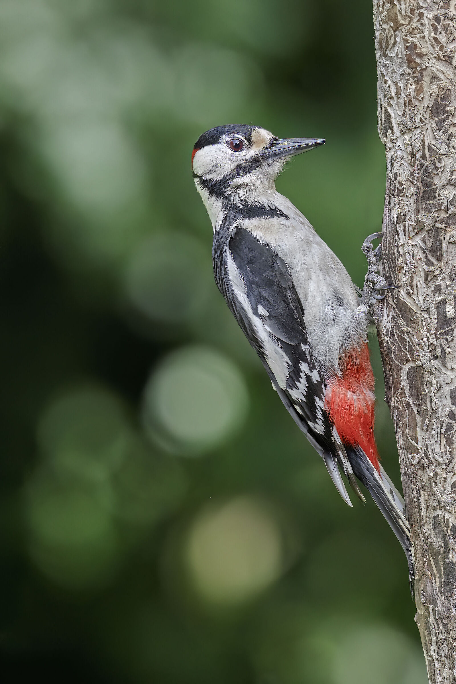 Great Spotted ? Woodpecker