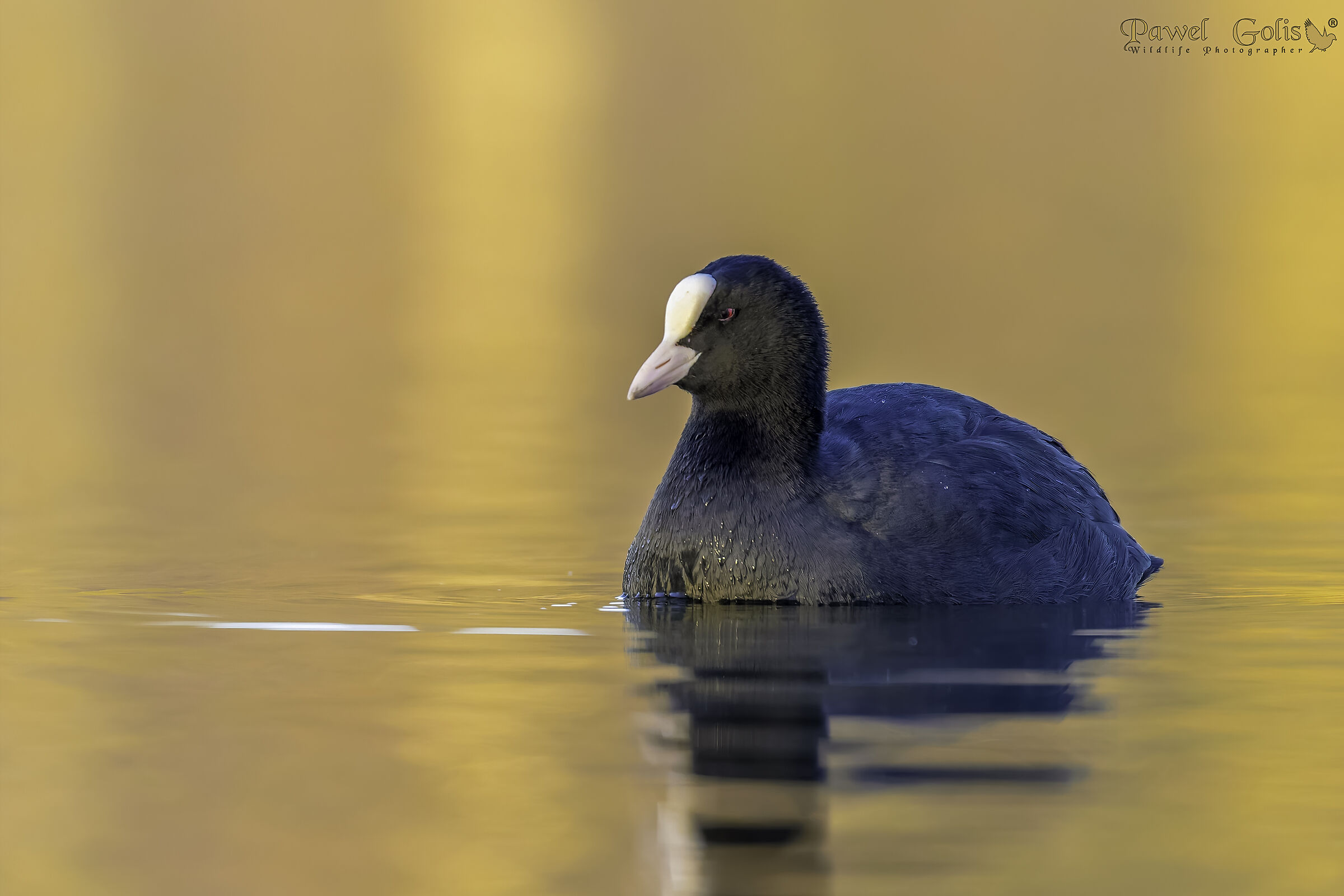 Folaga (Fulica atra)