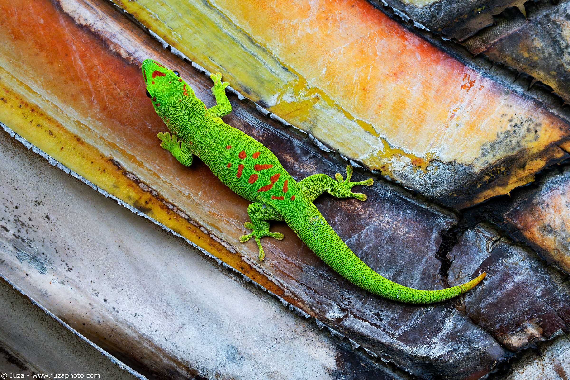 Il geco e i colori della palma