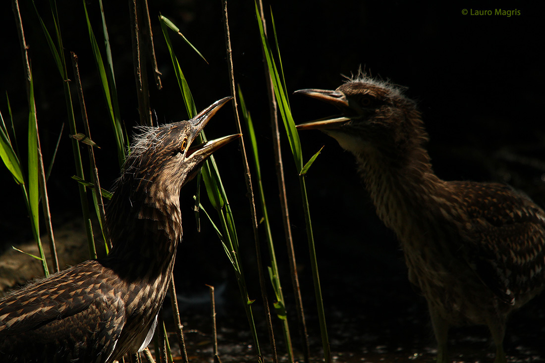 Il lato oscuro della forza