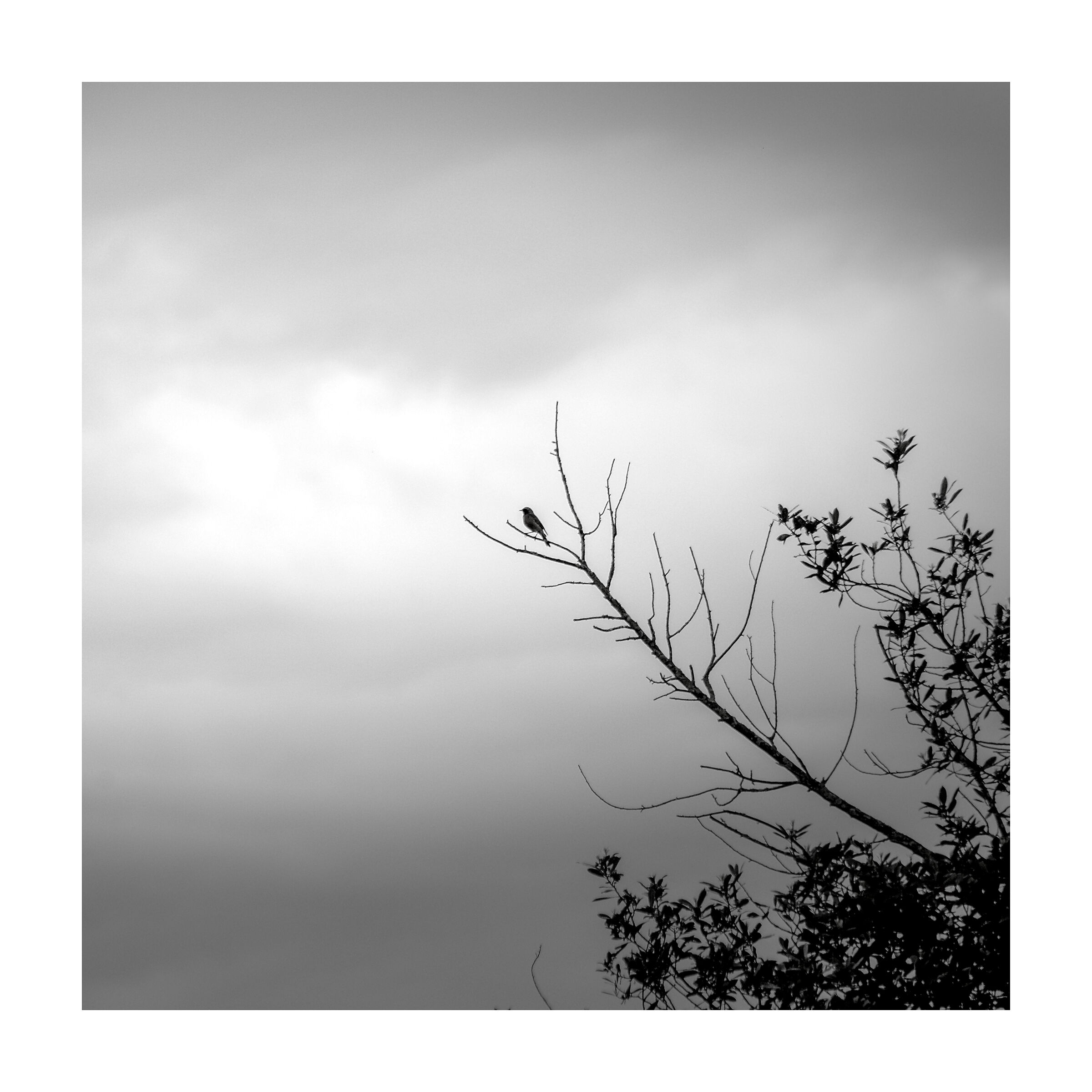 Great little singer!