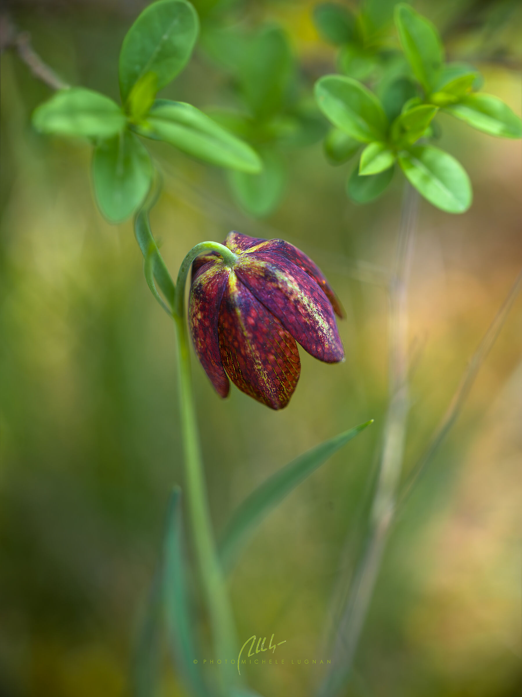 Mountain Fritillary