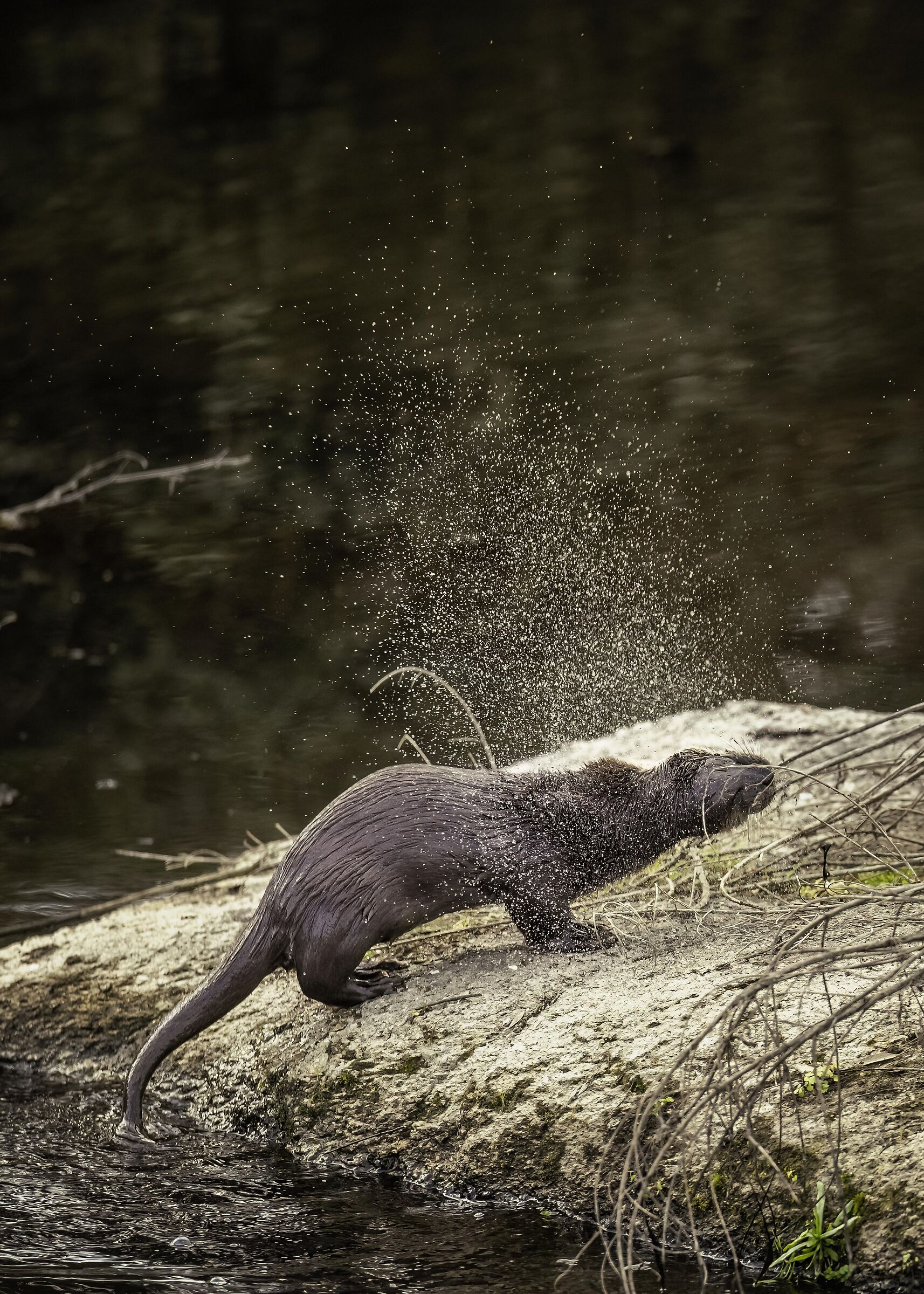Otter (Lutra lutra)