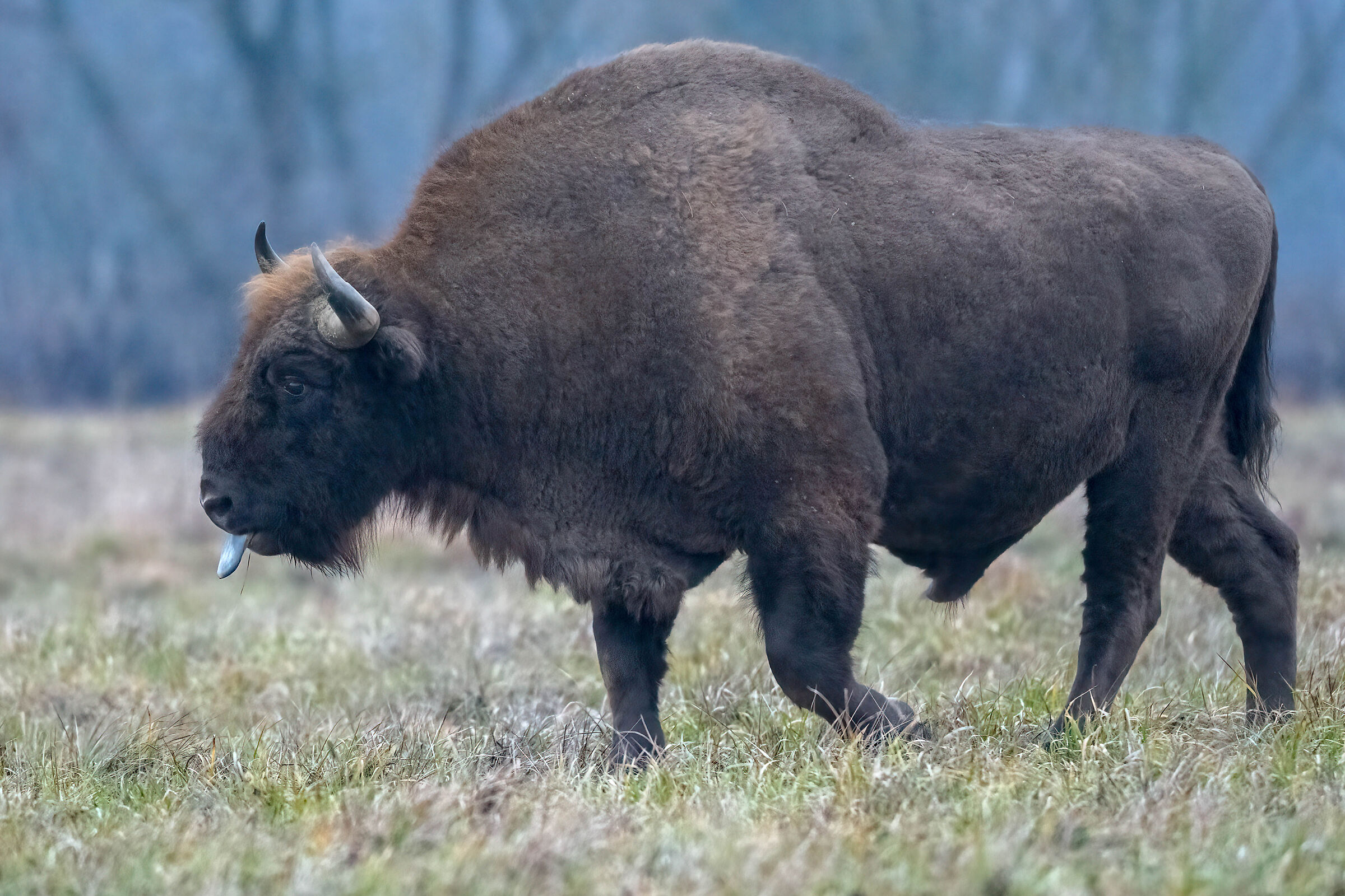 Lone Bison