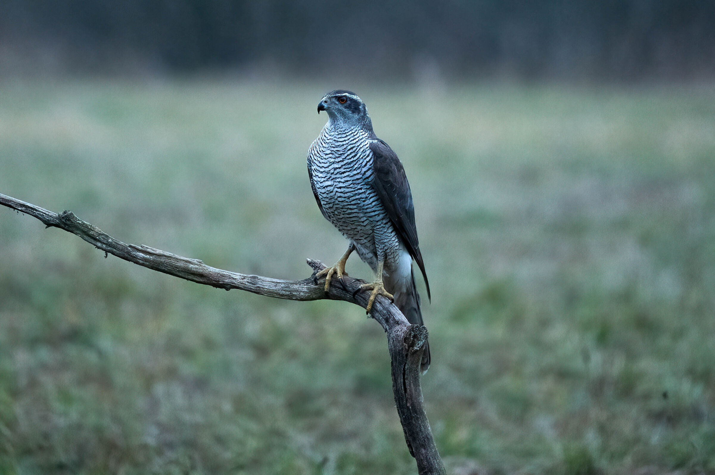 goshawk