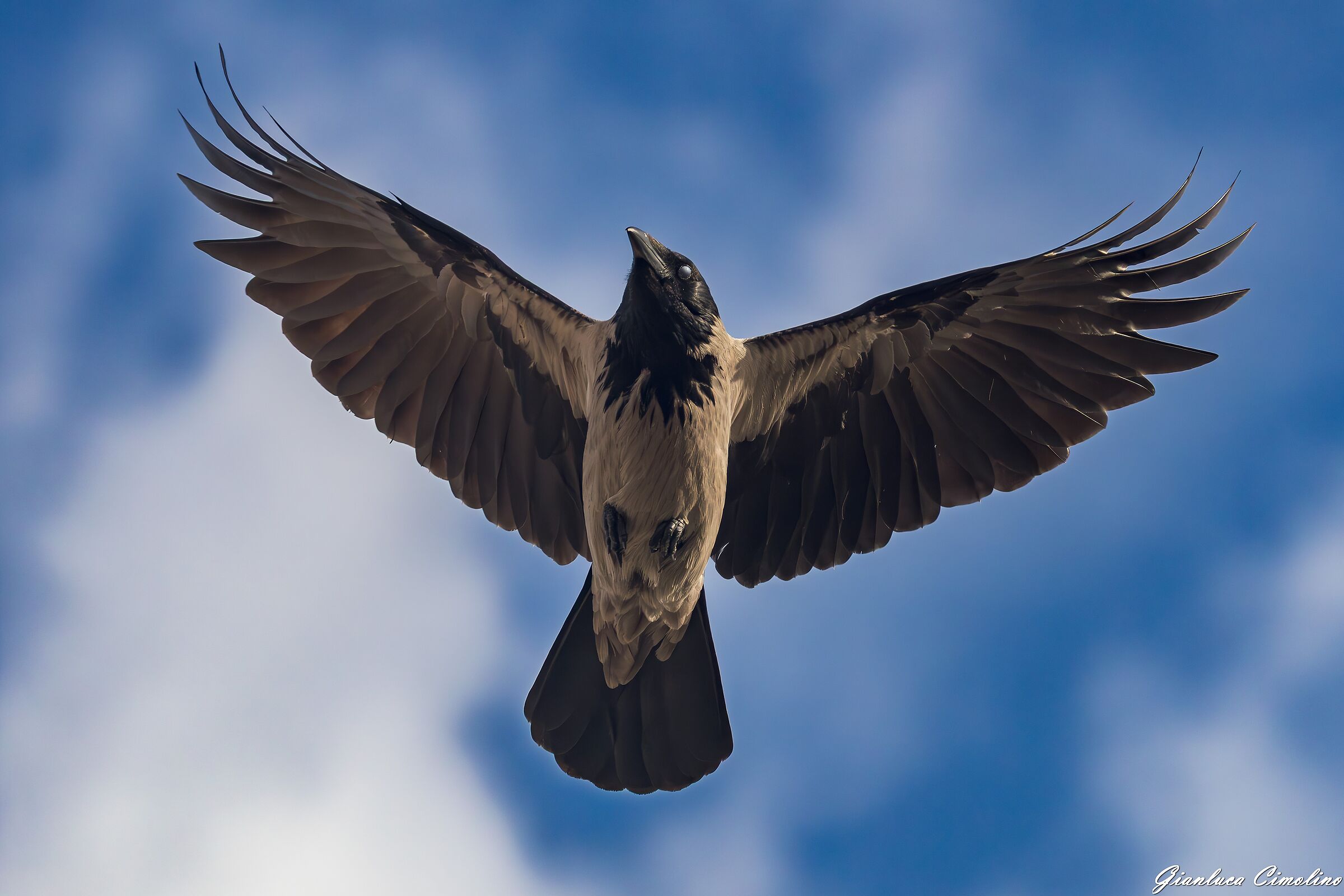 Cornacchia, Corvus Corone