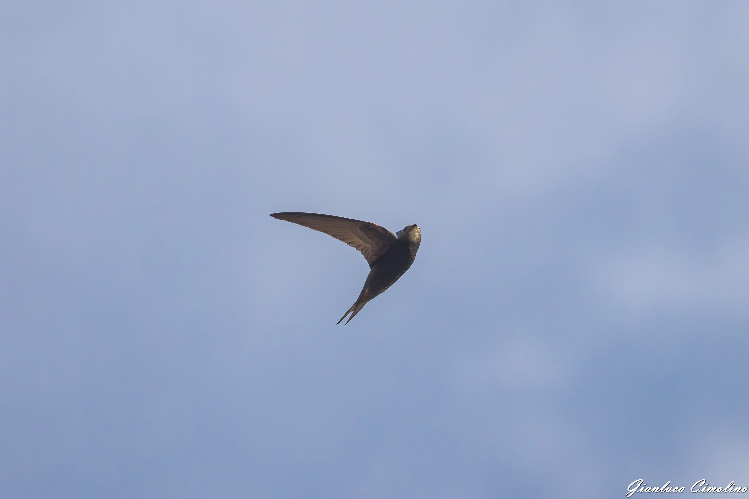 Rondone Eurasiatico, Apus Apus