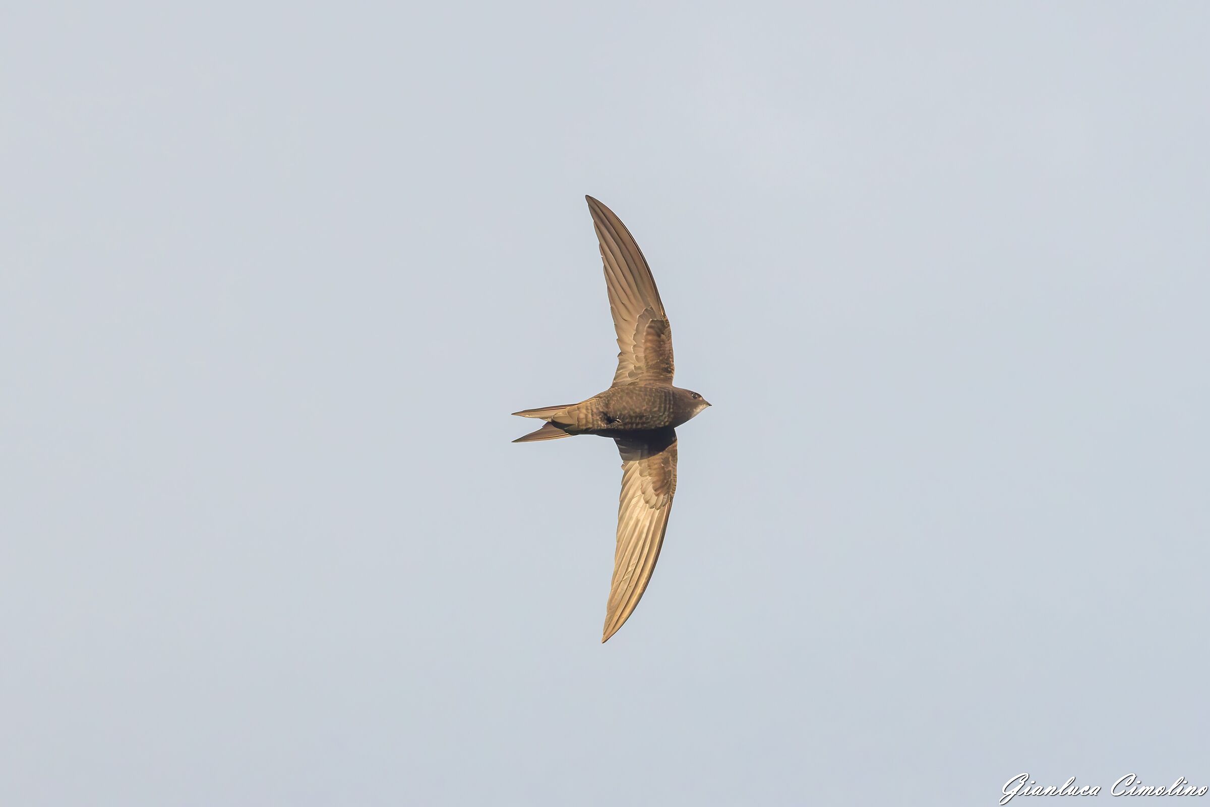 Rondone Eurasiatico, Apus Apus