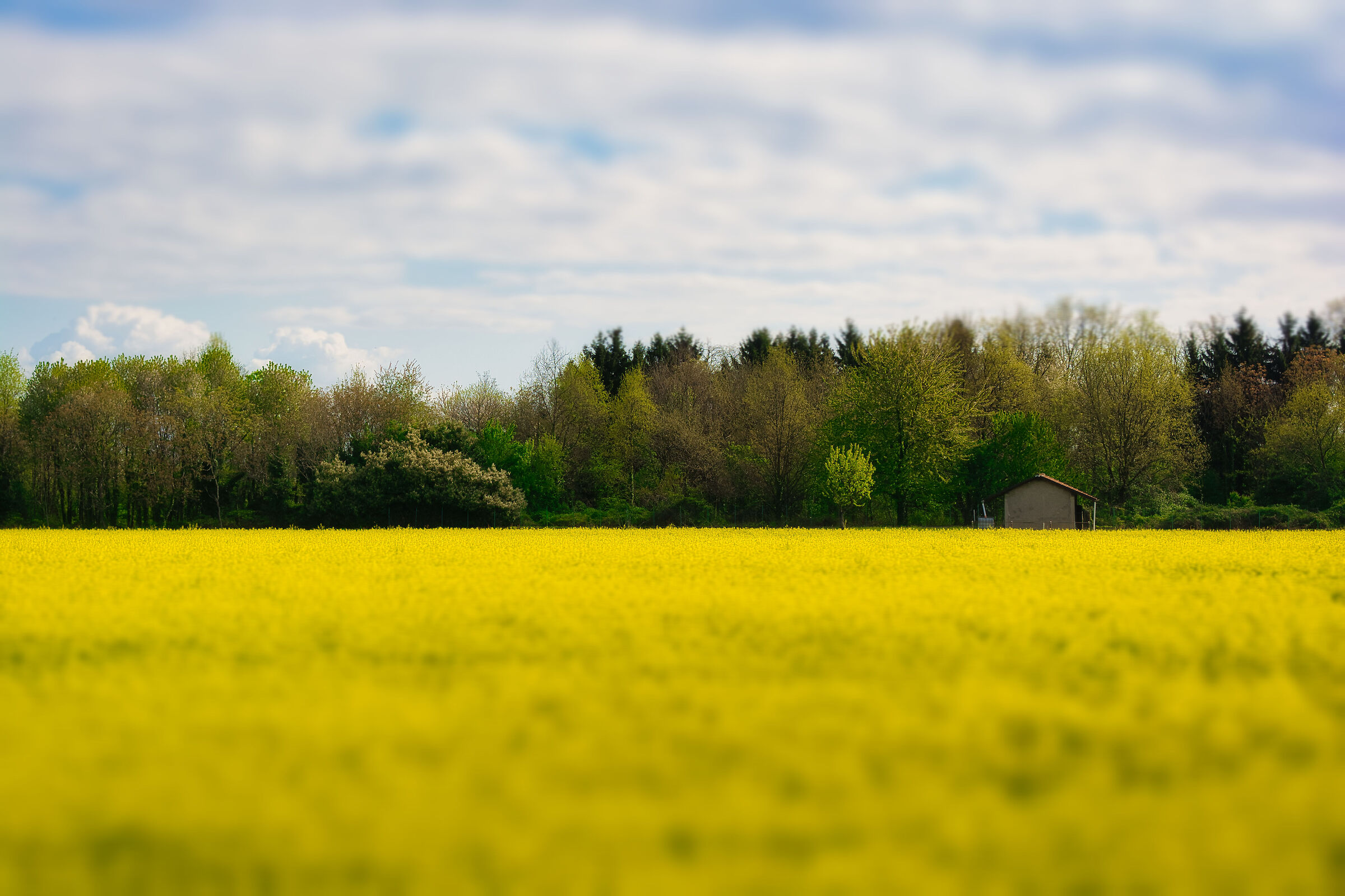 Yellow
