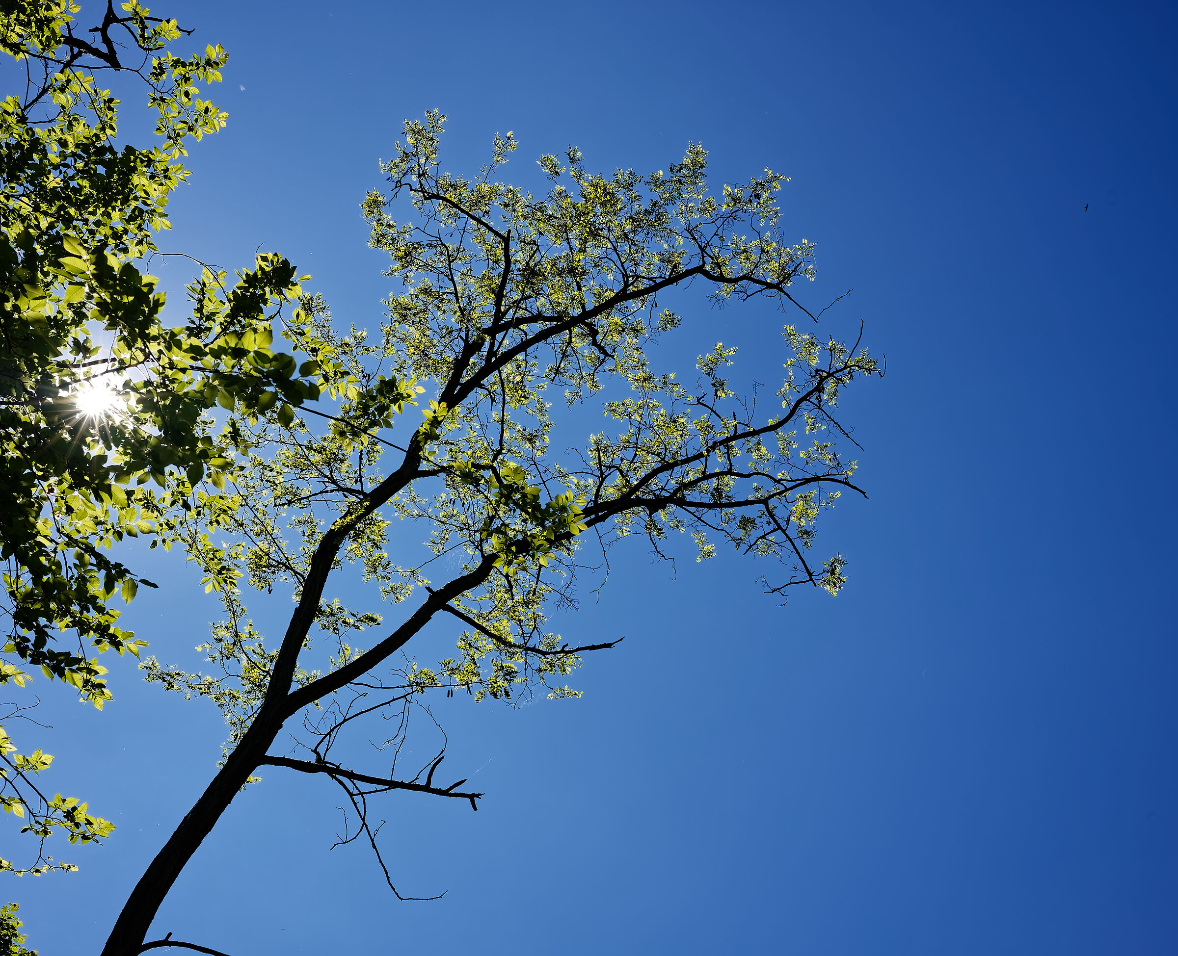 Spring