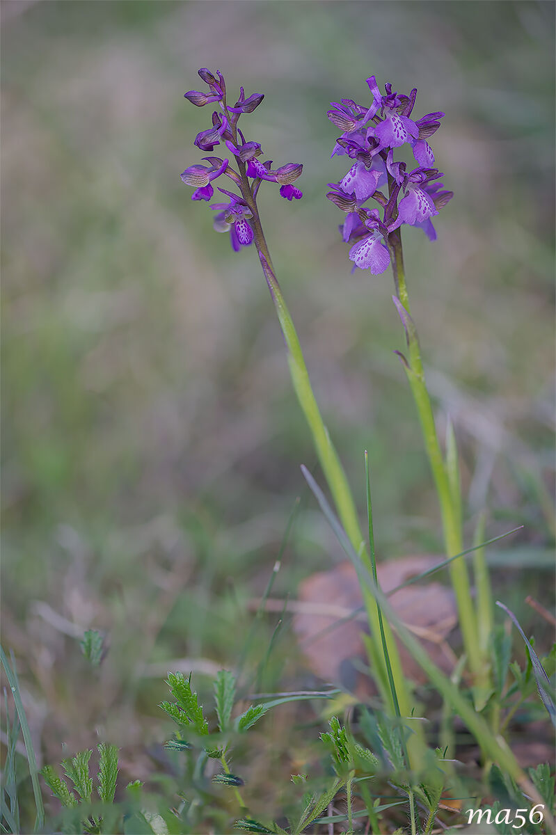 Anacamptis Morio