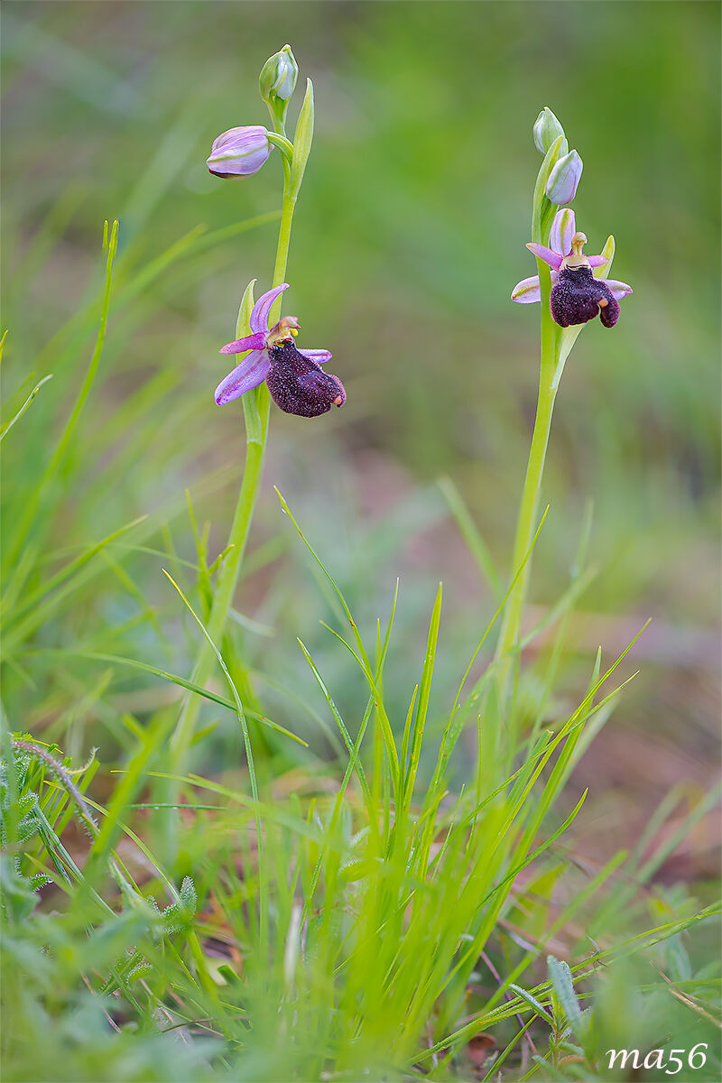 Ophrys Benacensis