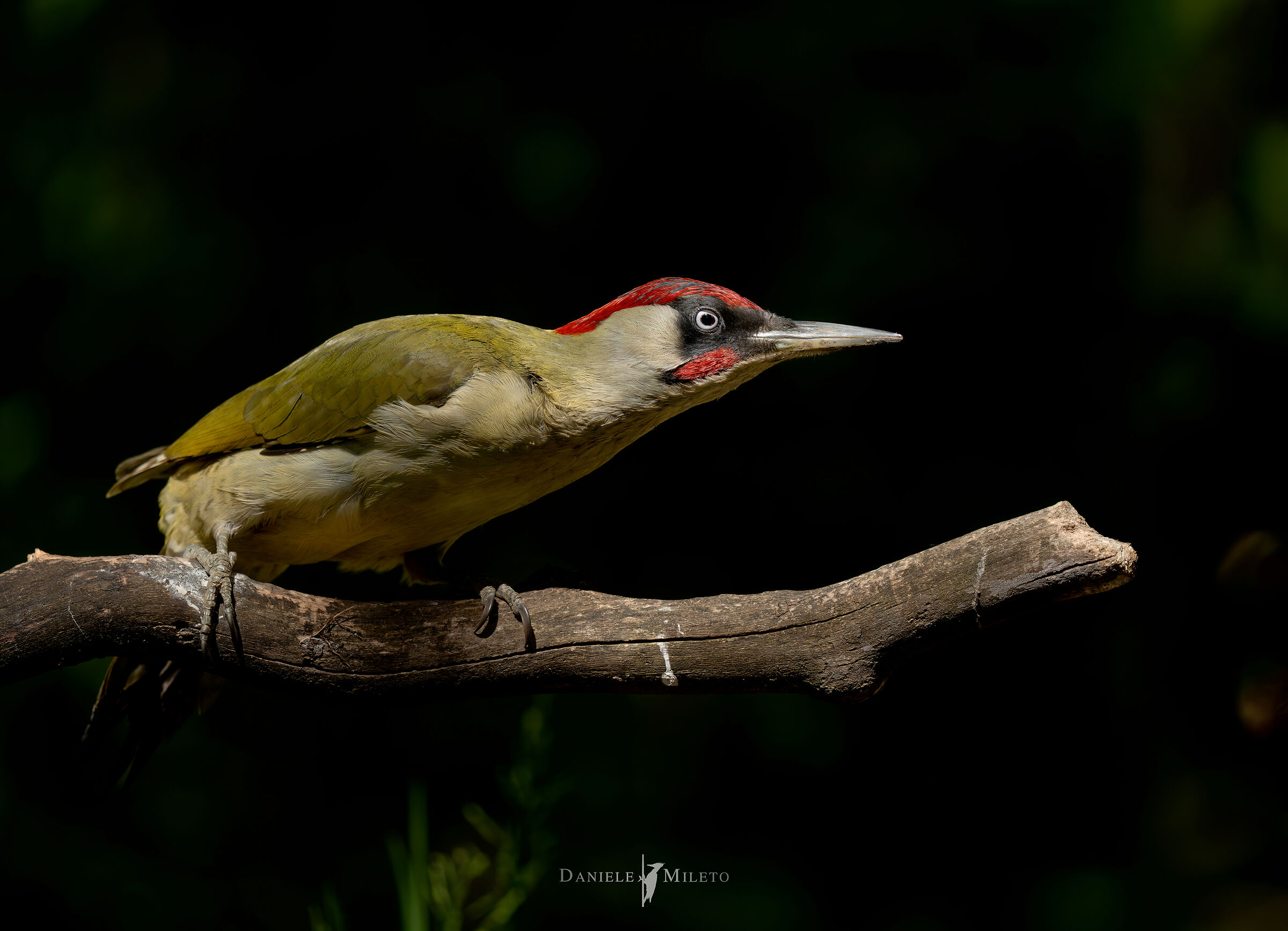 My friend Green Woodpecker