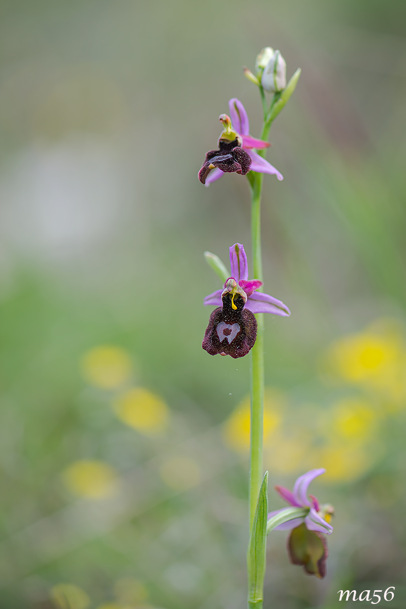Ophrys Benacensis