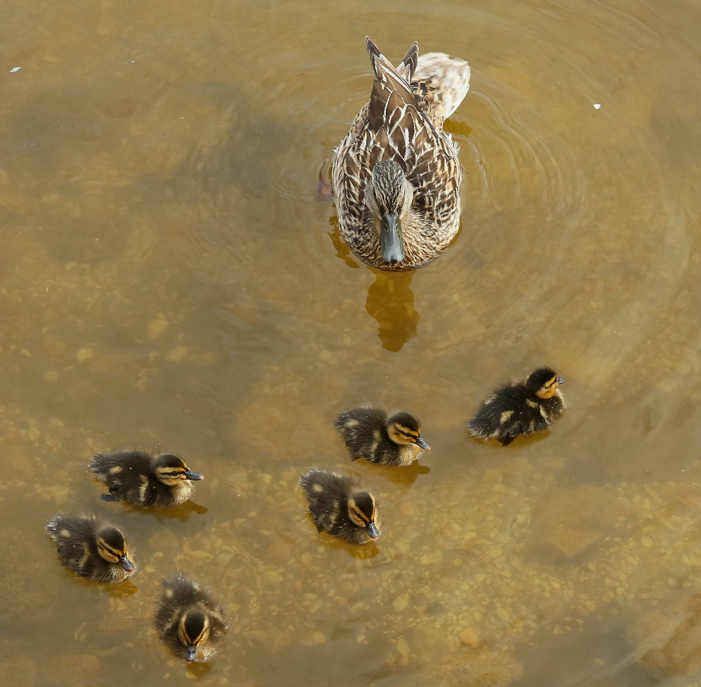Mallard and family