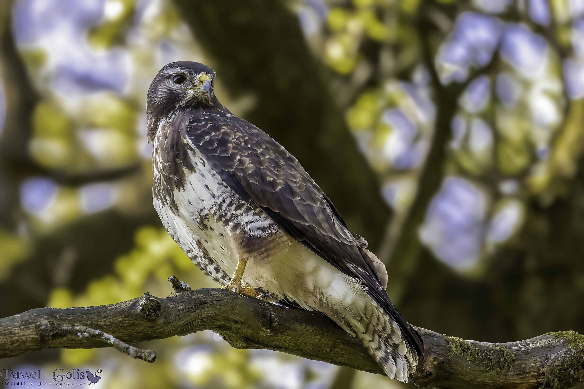 Poiana (Buteo buteo)