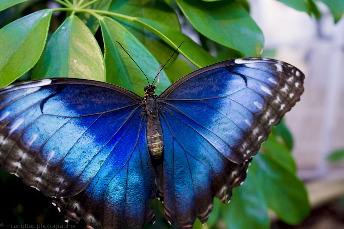 Morpho Peleides