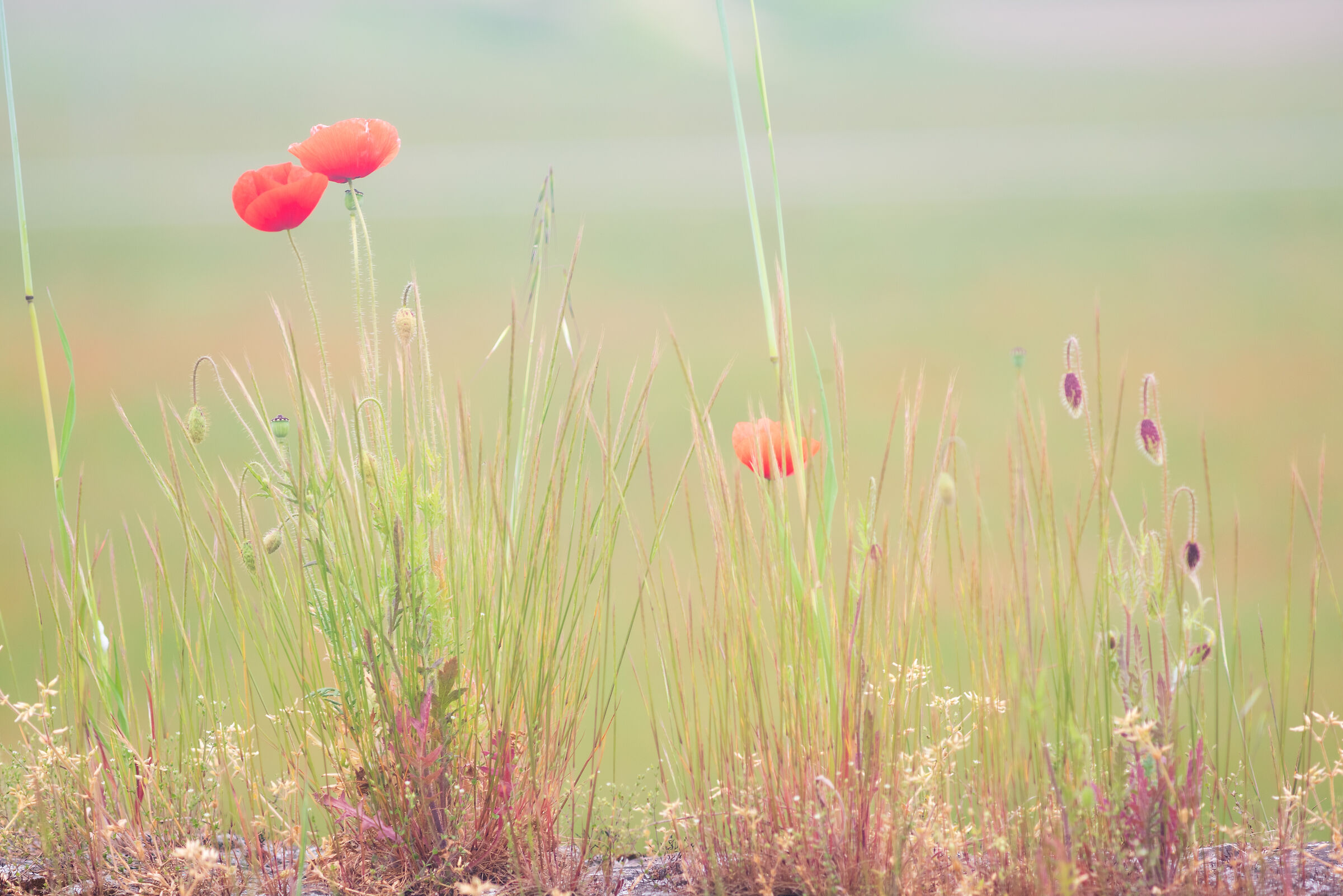 Poppies with Hasselblad 250