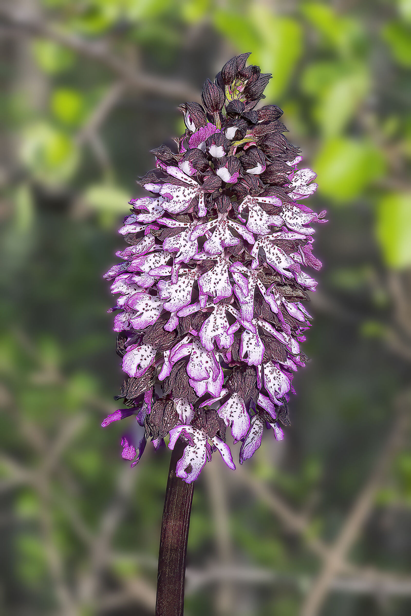 Orchis purpurea