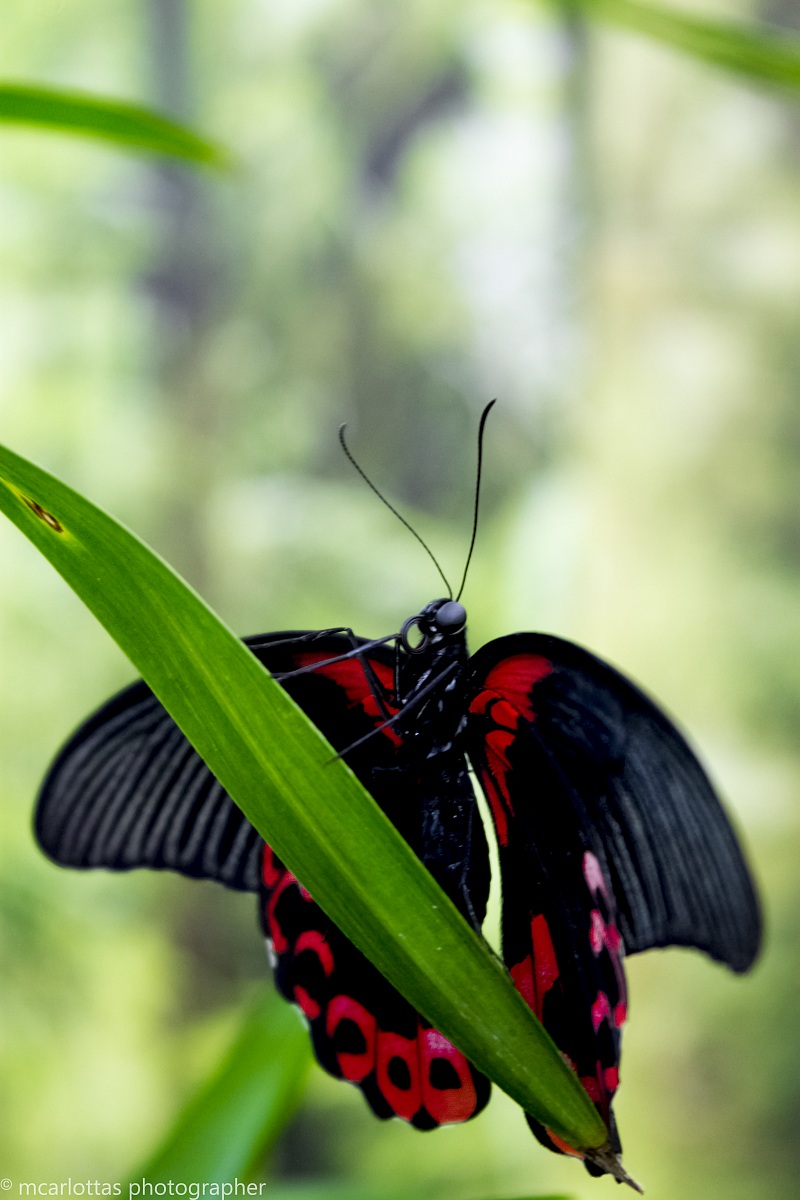 Papilio Rumanzovia
