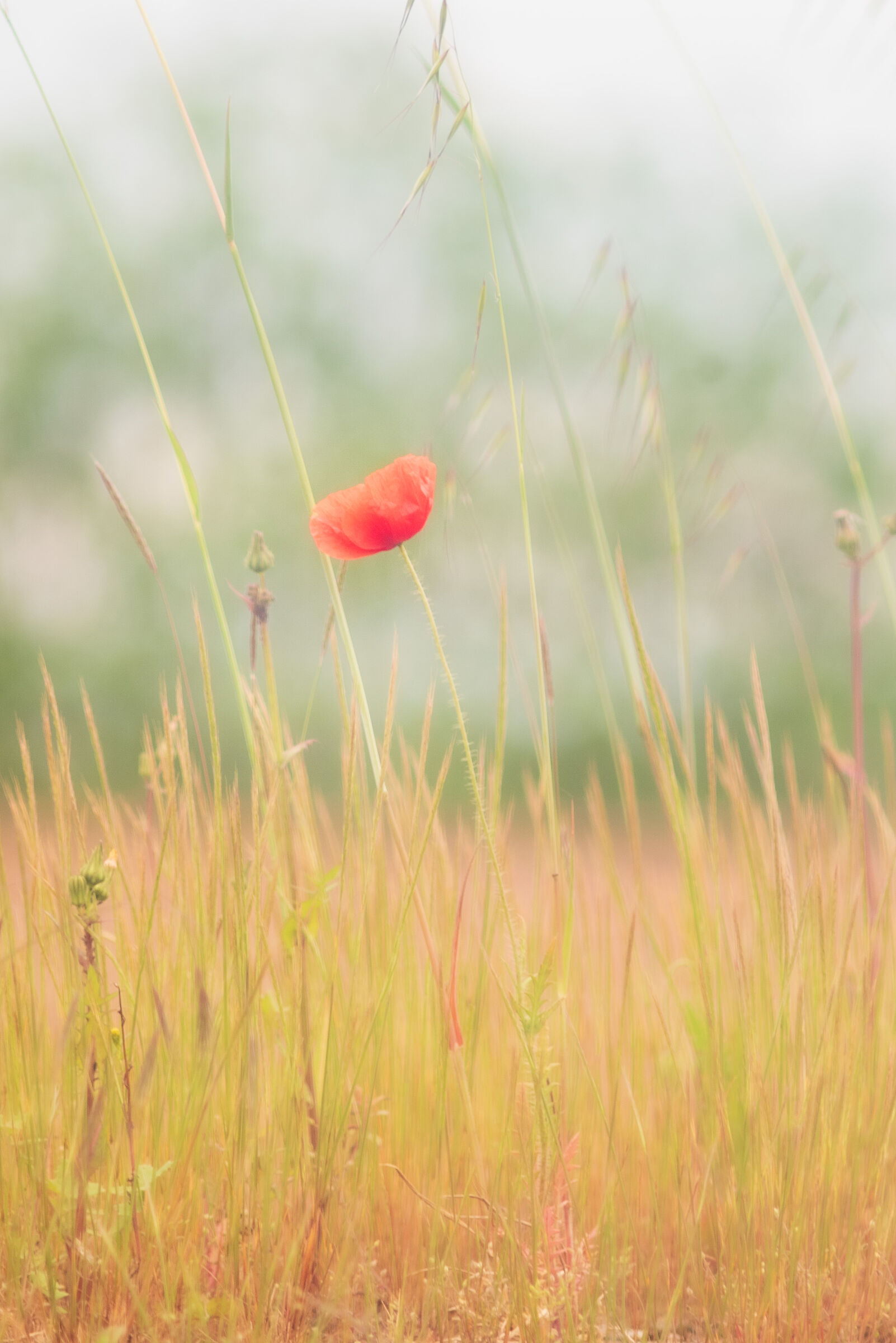 Poppies with Hasselblad 250 2
