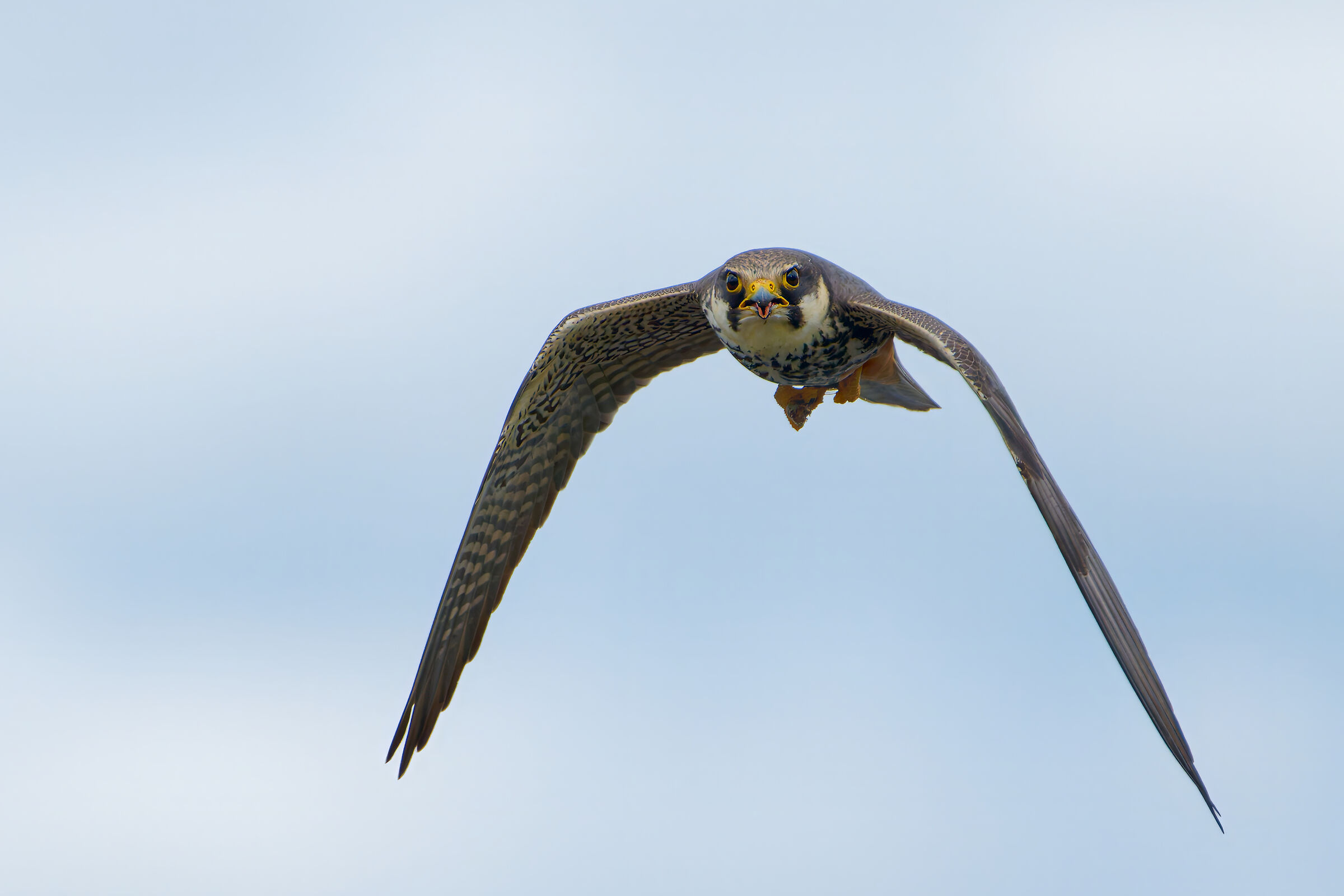 Lodolaio (Falco subbuteo)