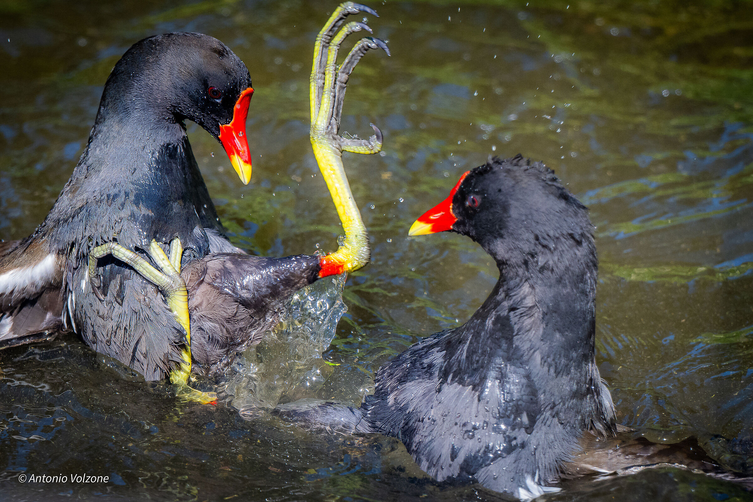 Brawling Gallinelle