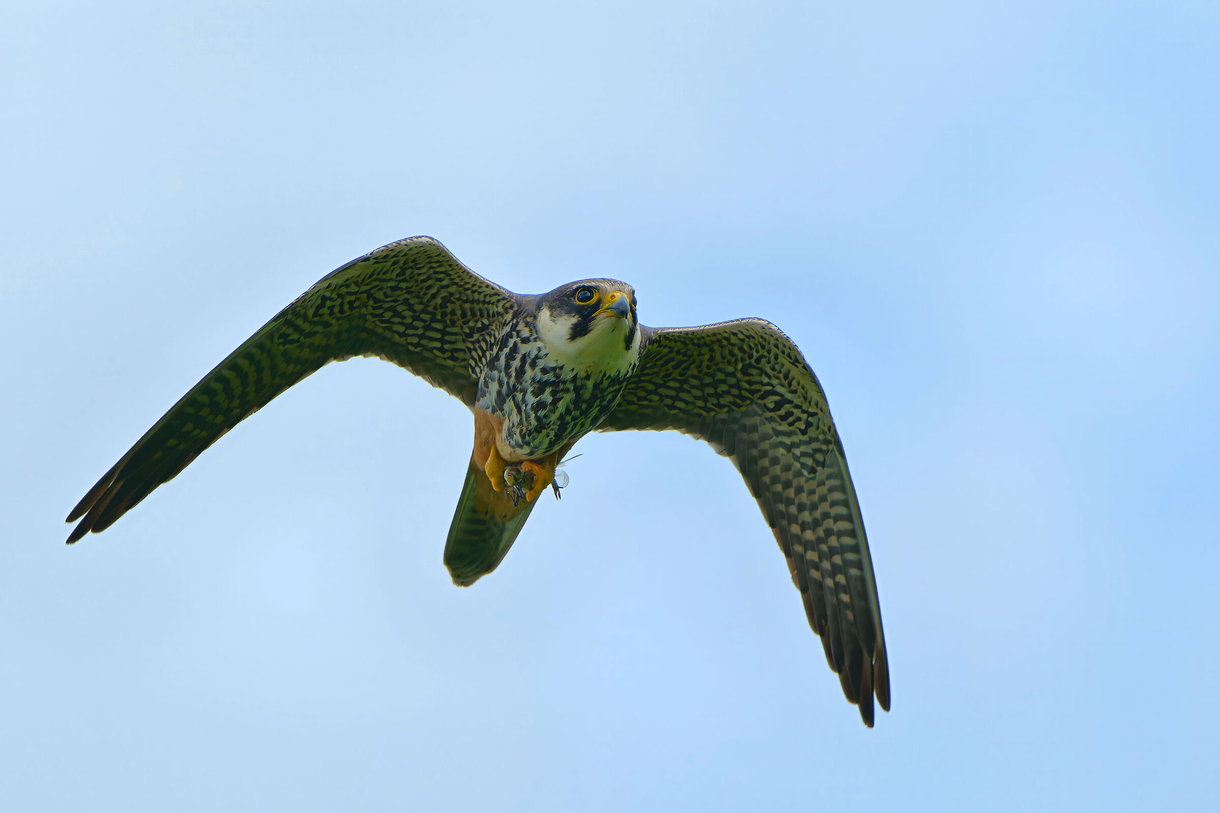 Lodolaio (Falco subbuteo) con preda