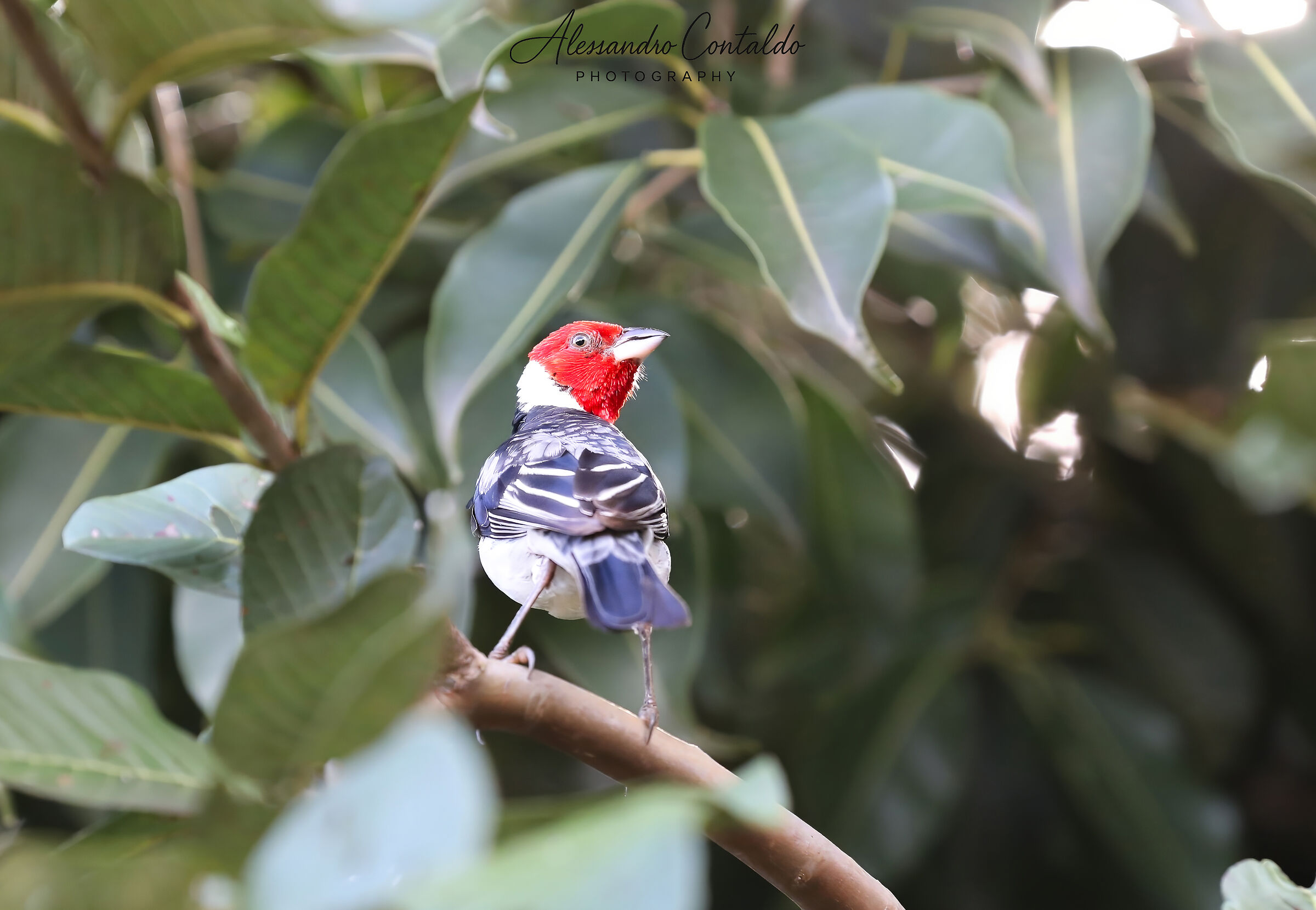 Cardeal-do-sul  Paroaria coronata