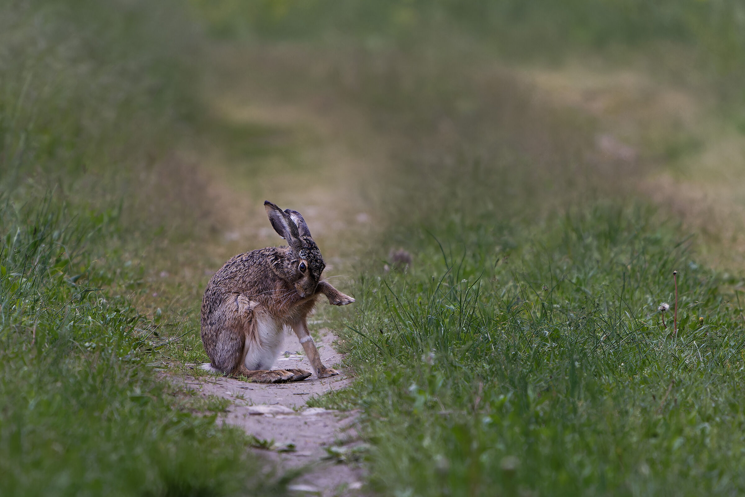 Morning cleaning: hare