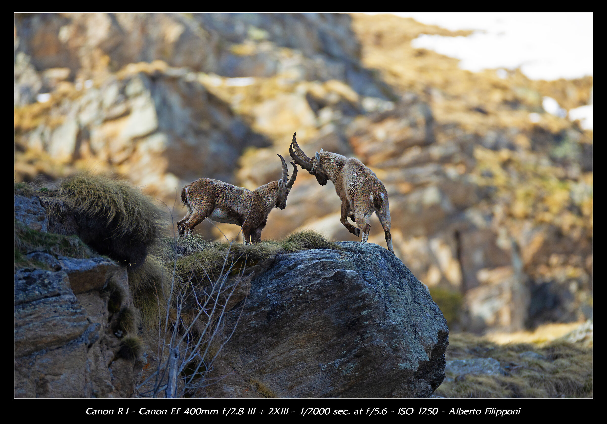 Combattimenti di primavera