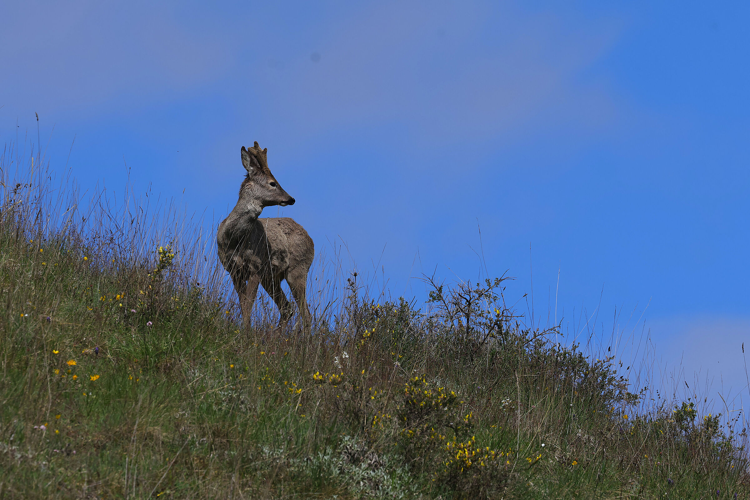 PNALM roe deer