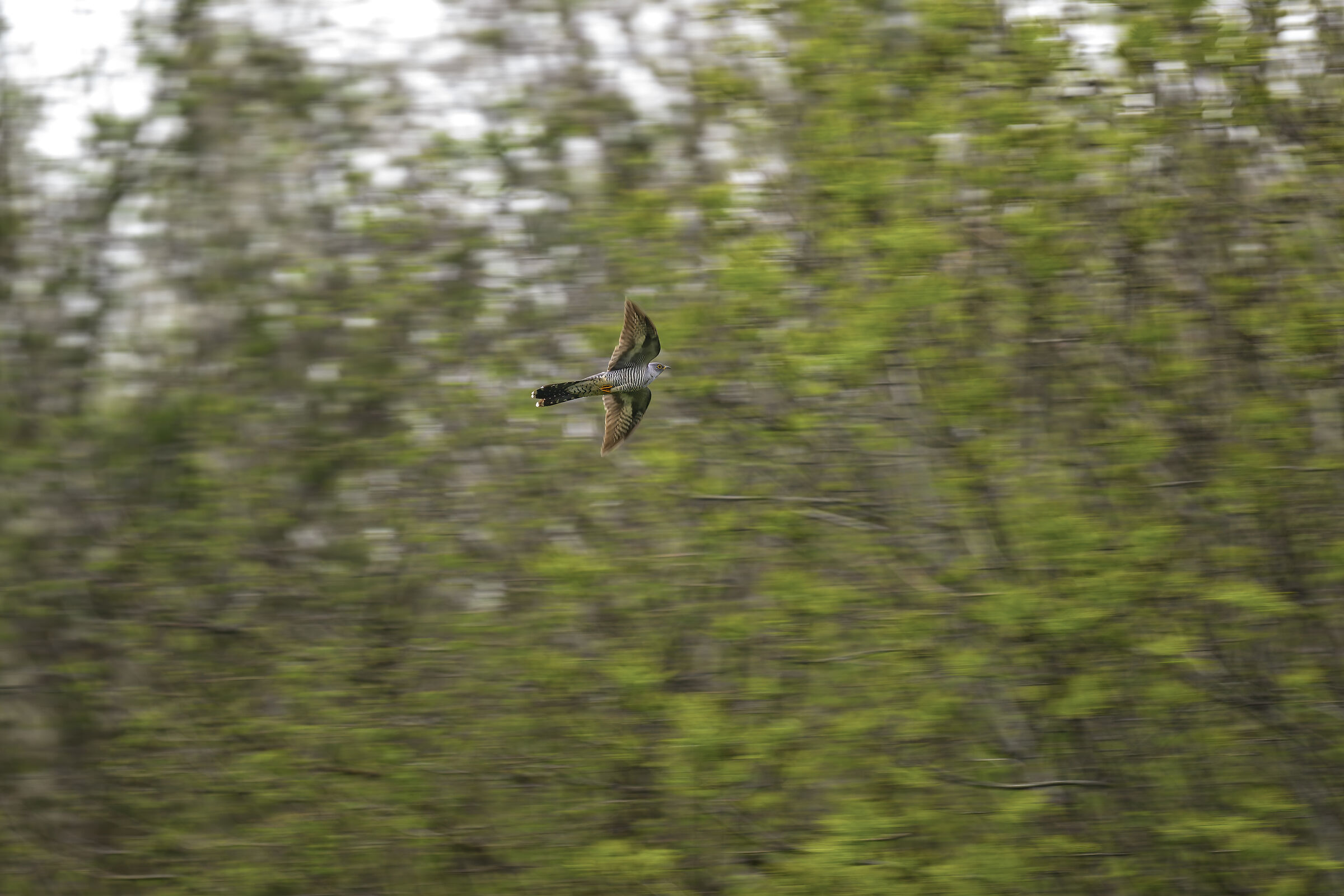 Very fast cuckoo