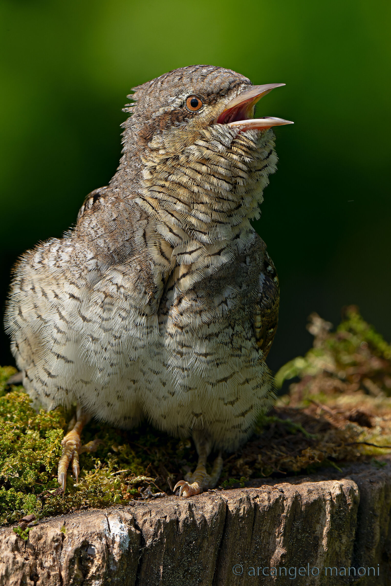 Un colpo di fulmine ed è amore