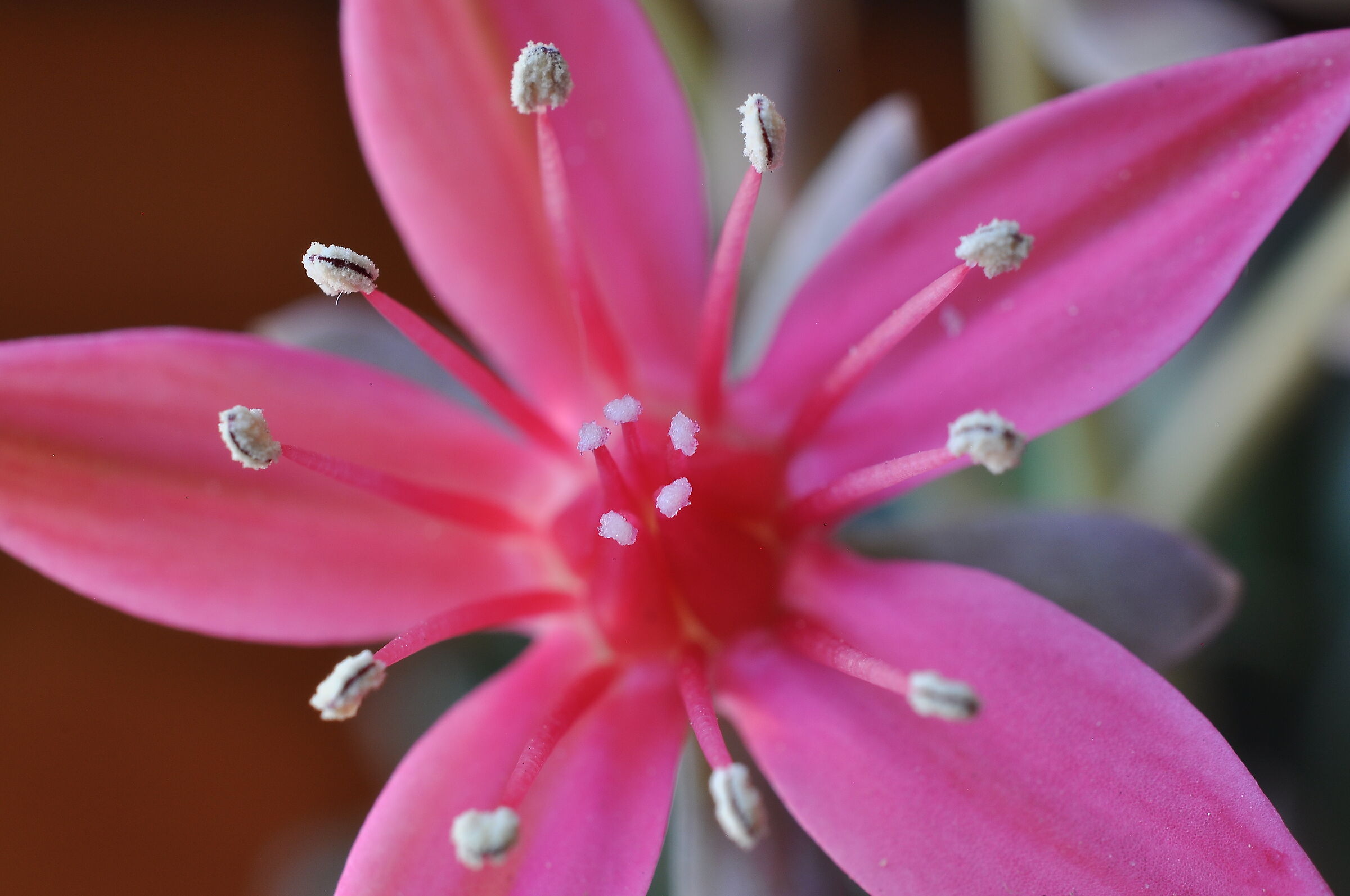 Tacitus graptopetalum