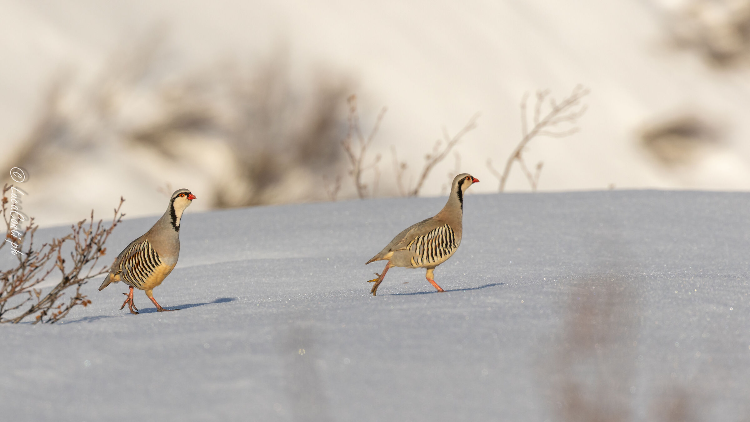 Coturnici delle Alpi