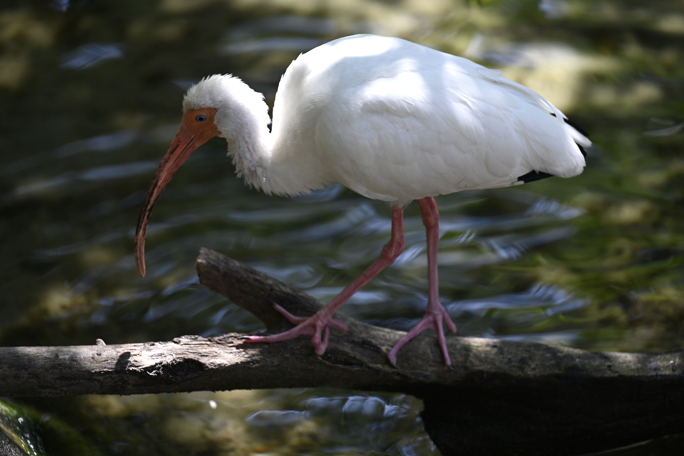 Threskiornithinae - Ibis