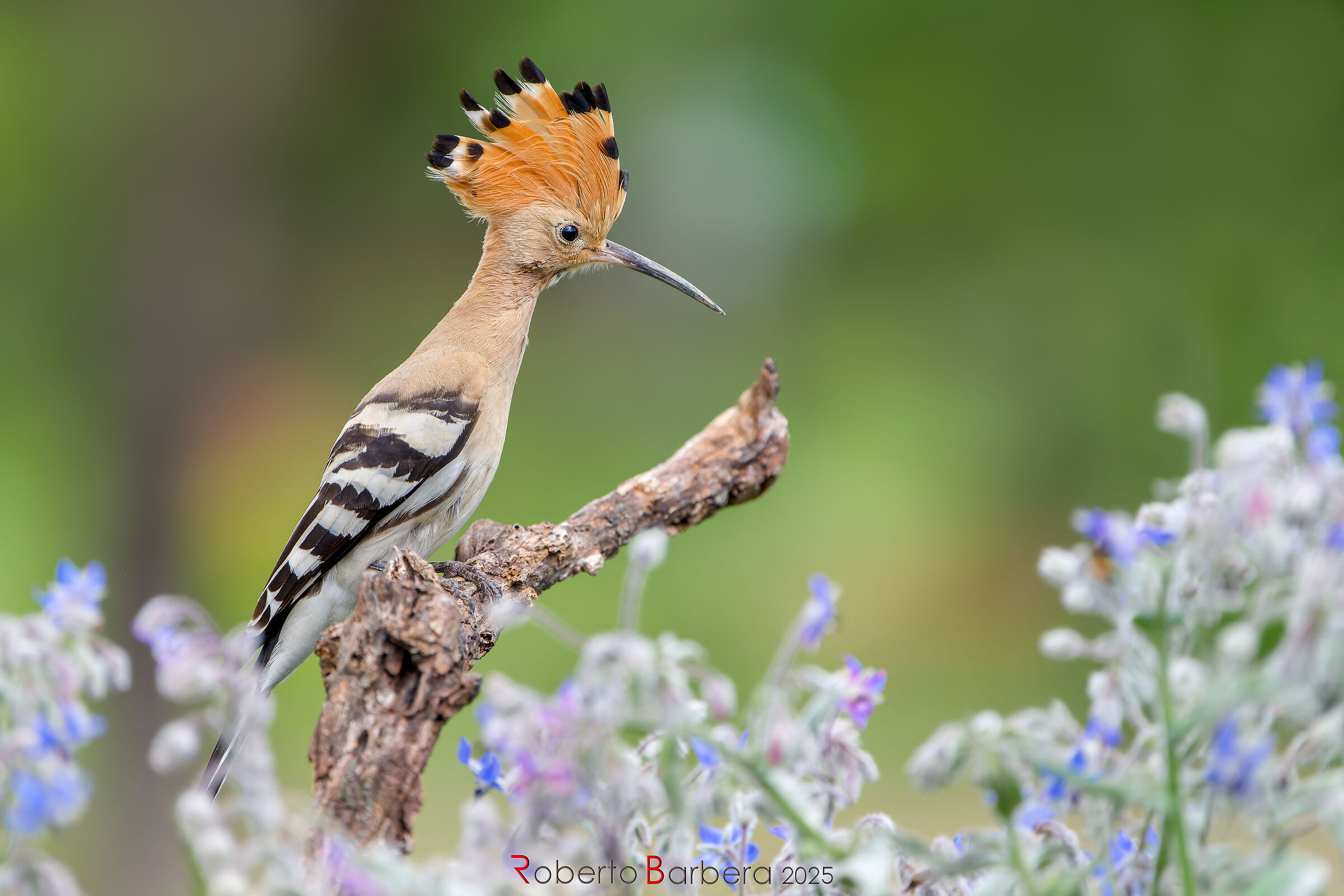 hoopoe