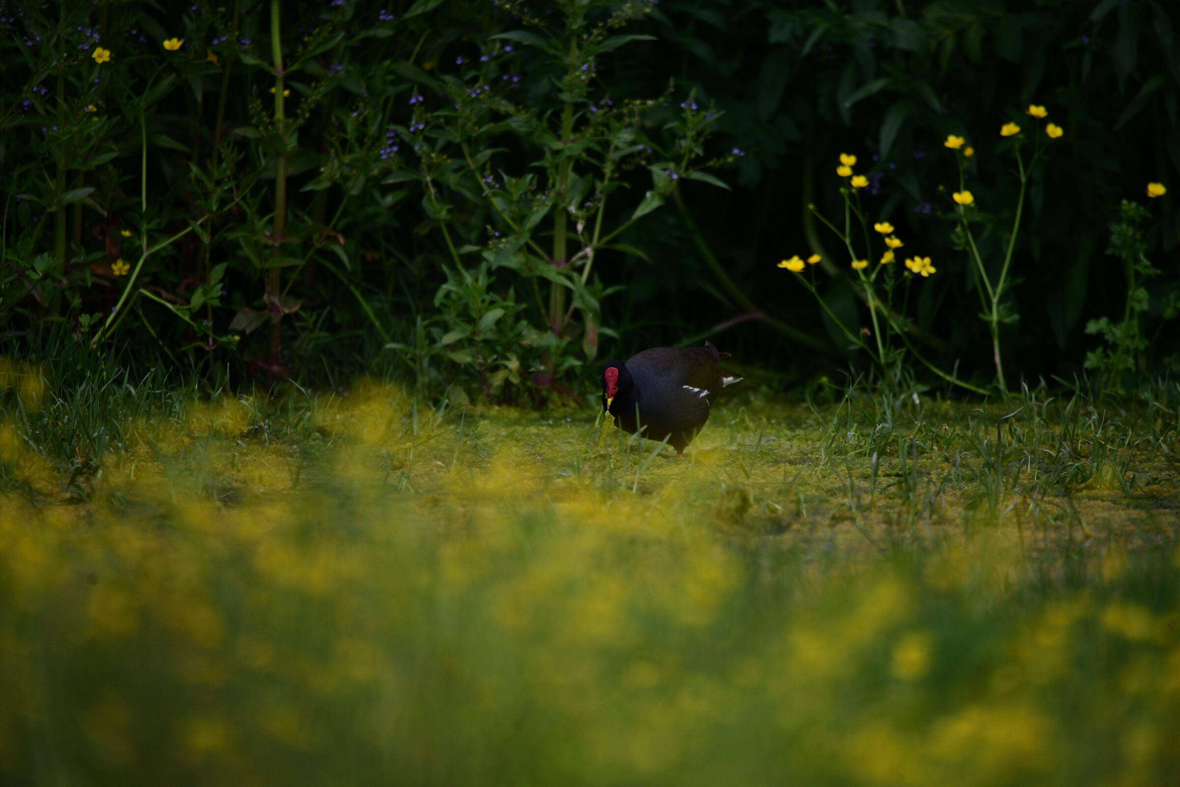 Moorhen