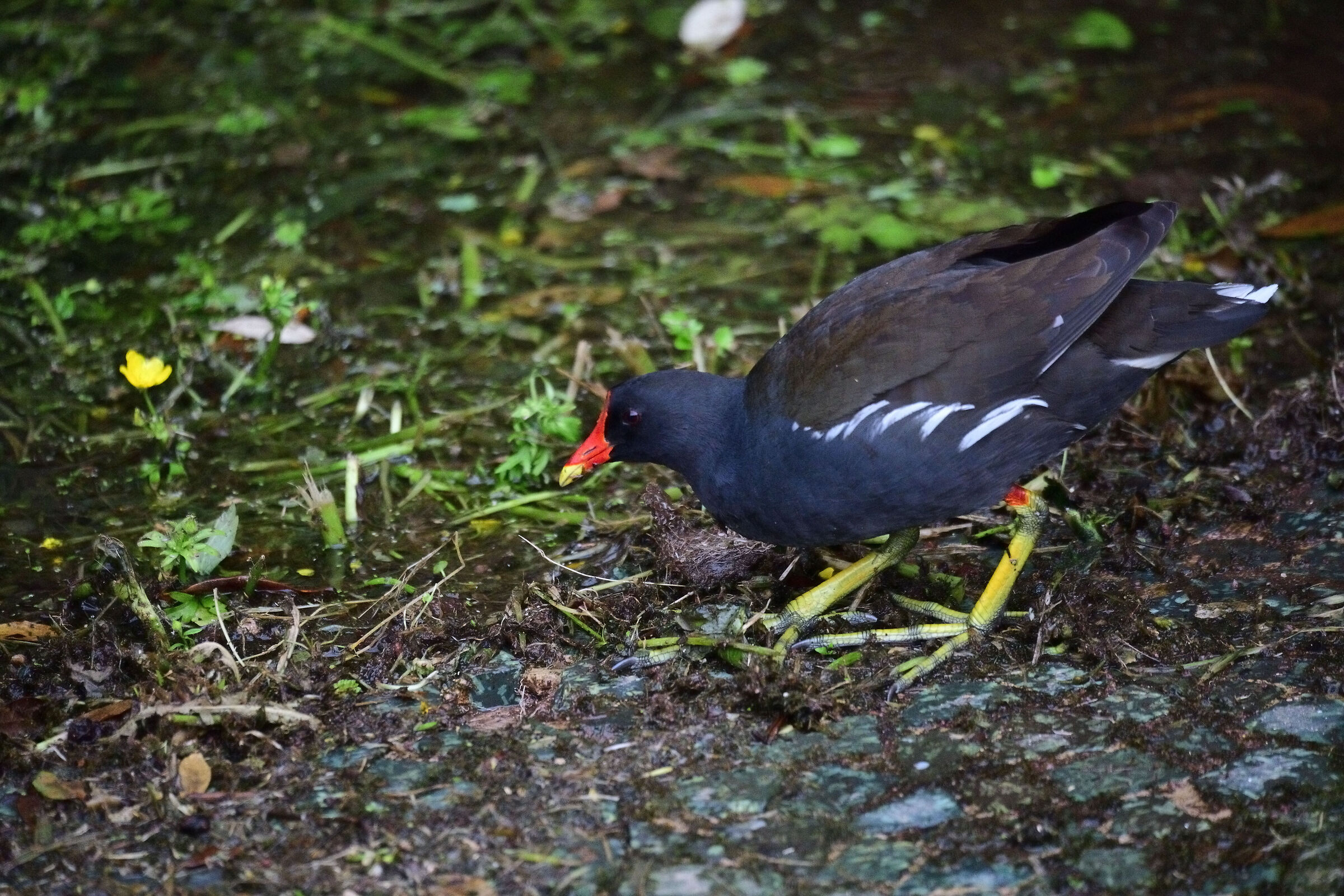 Moorhen