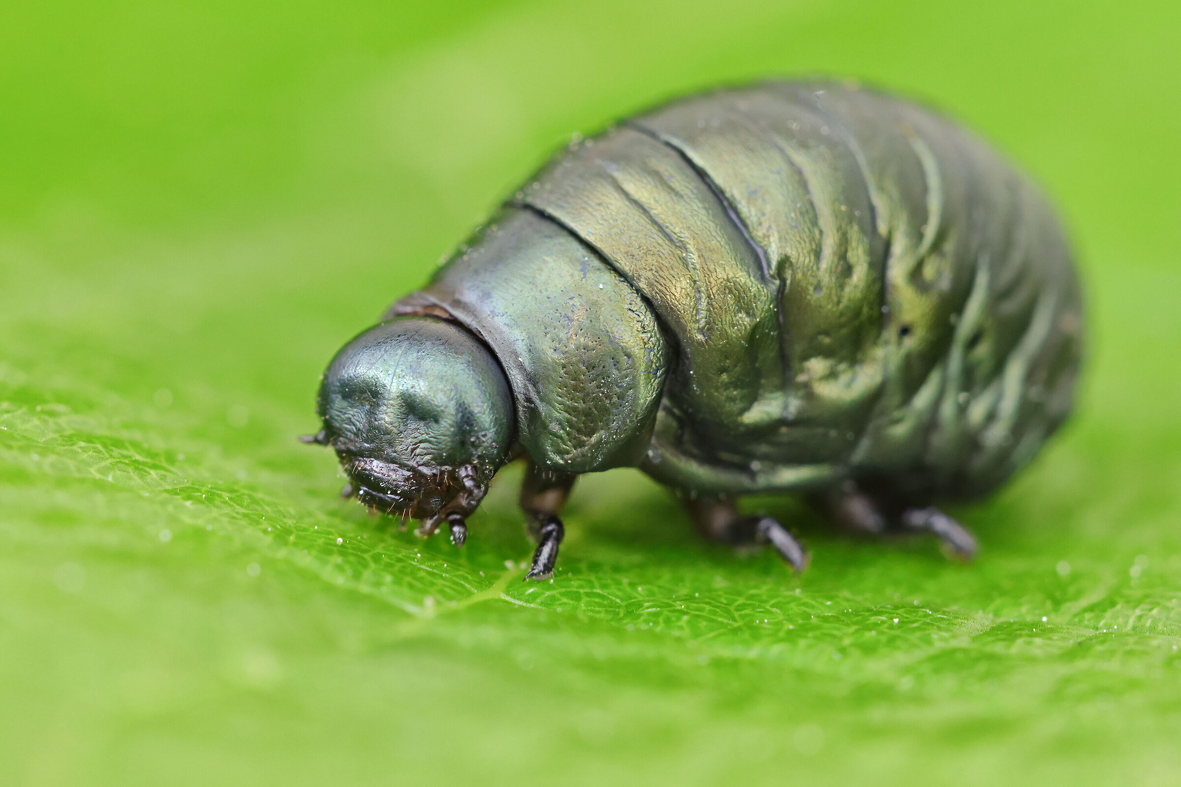 Timarcha tenebricosa larva