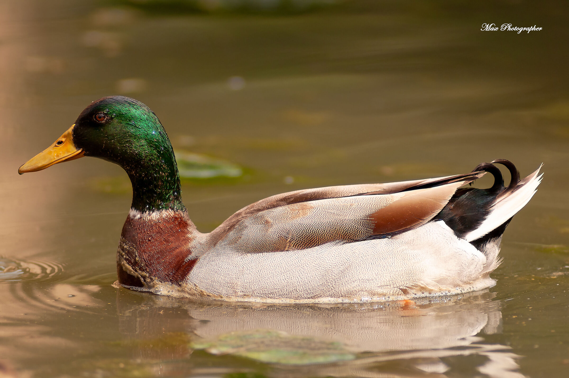 Mallard Duck