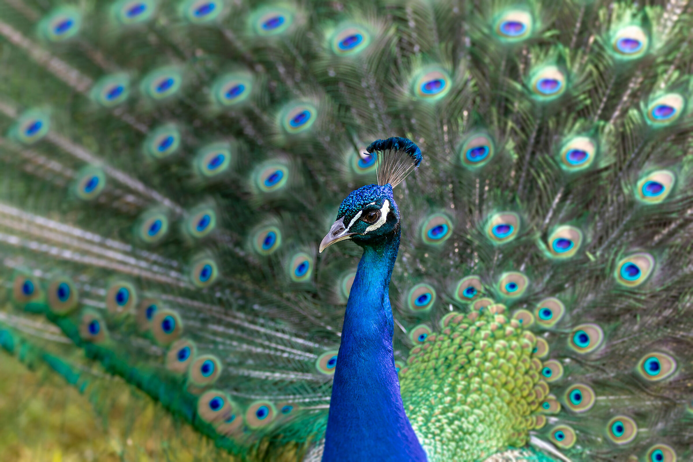 Royal peacock