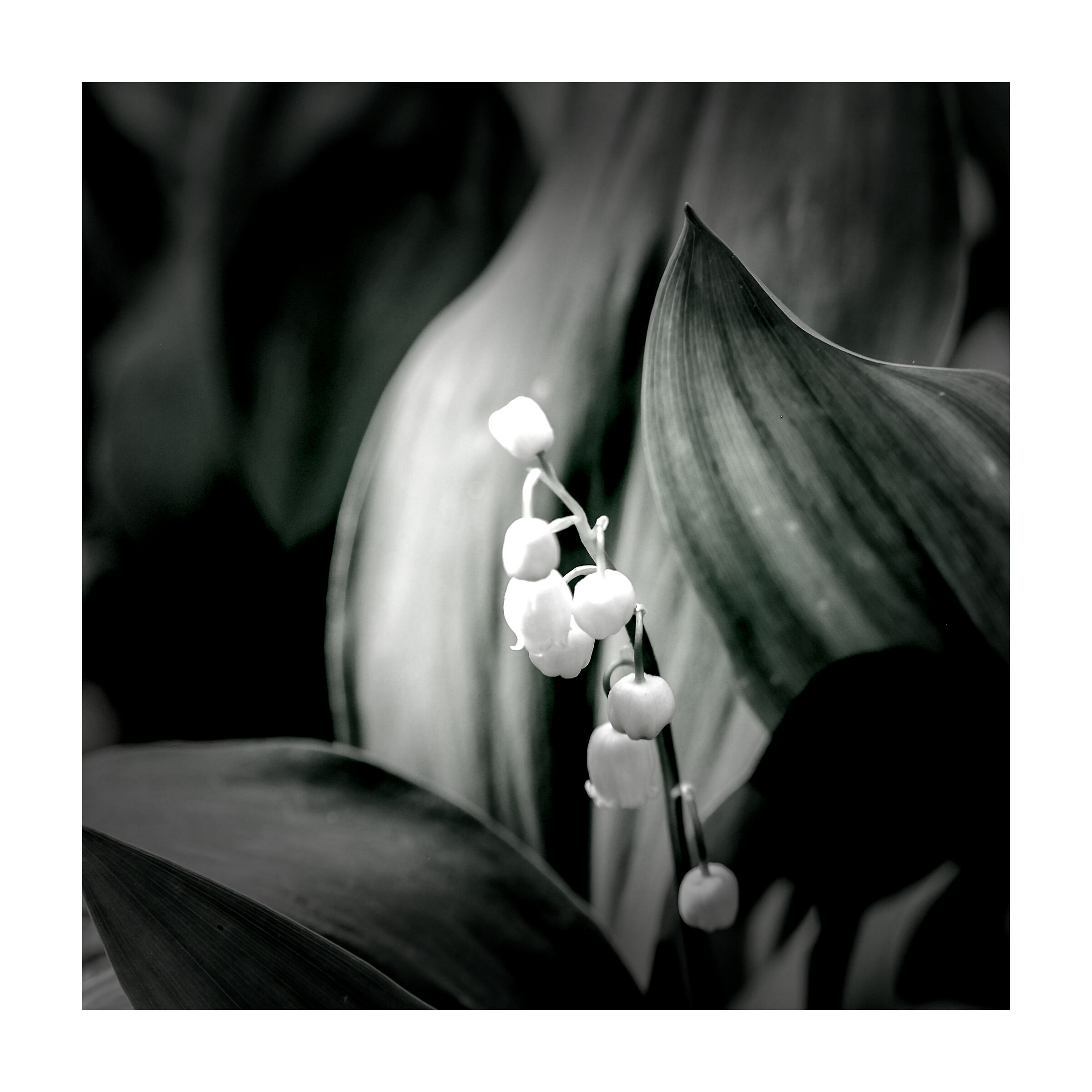 Lilies of the valley...